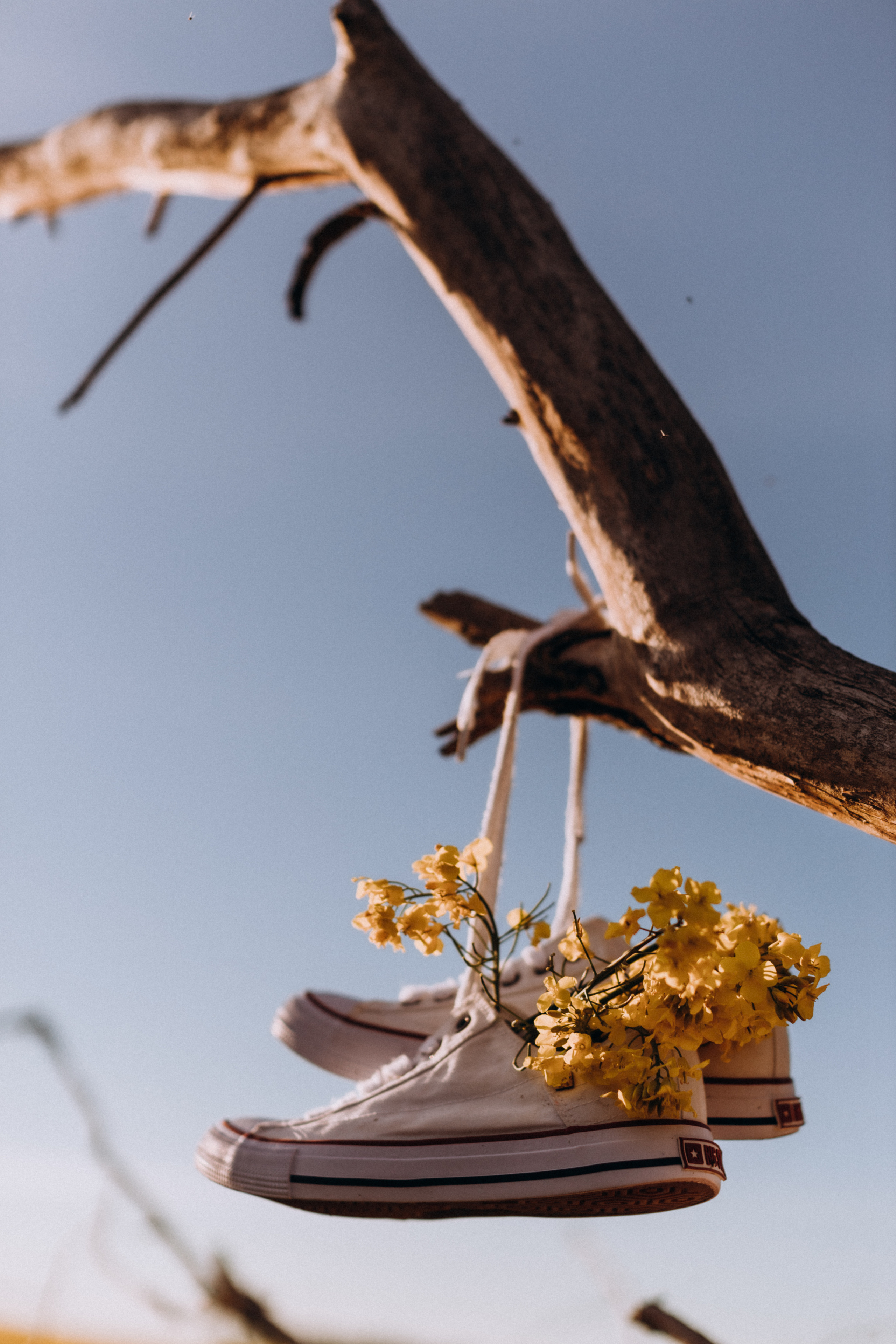Рапсове поле. Портретний і сімейний фотограф Київ