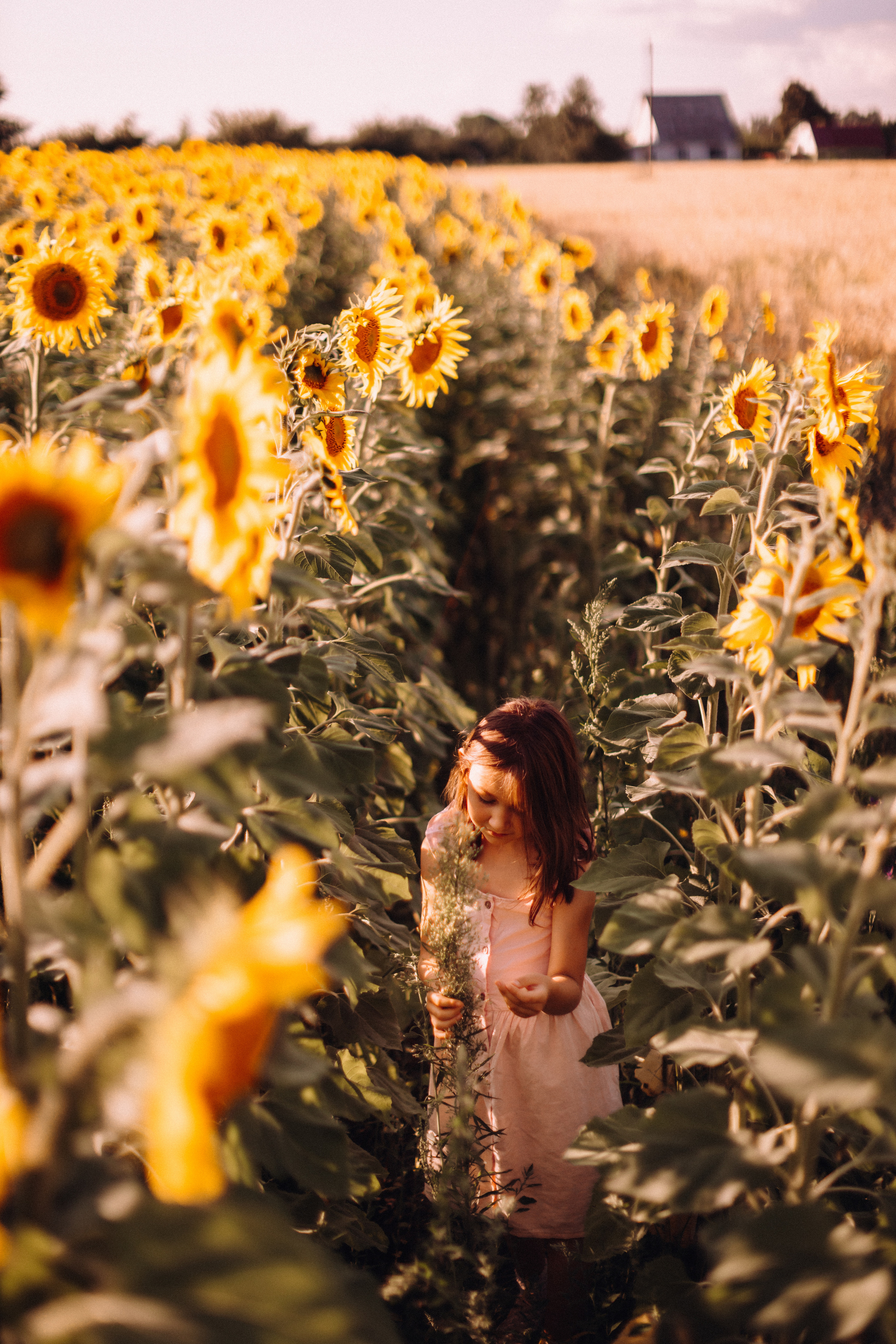 Sunflowers. Портретний і сімейний фотограф Київ