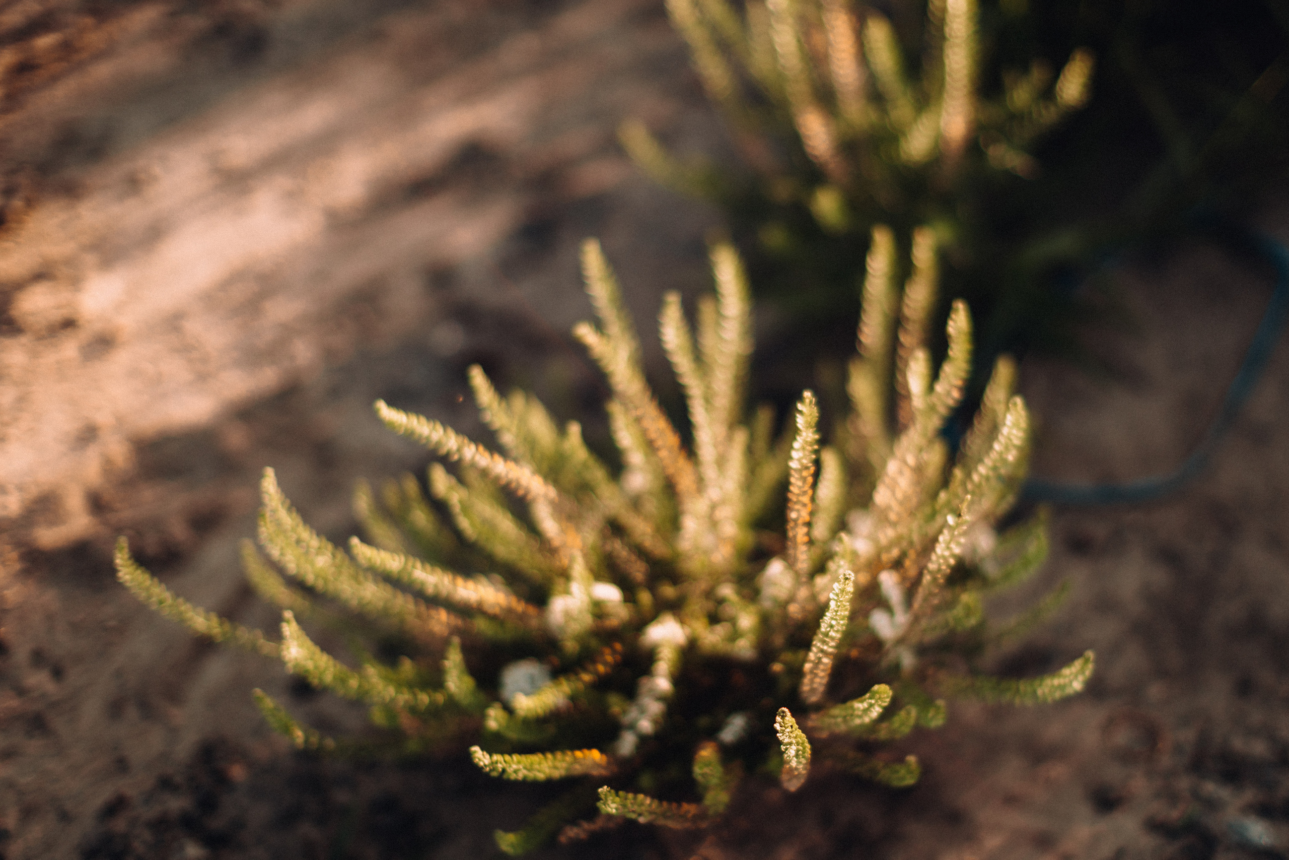 Sunflowers. Портретний і сімейний фотограф Київ