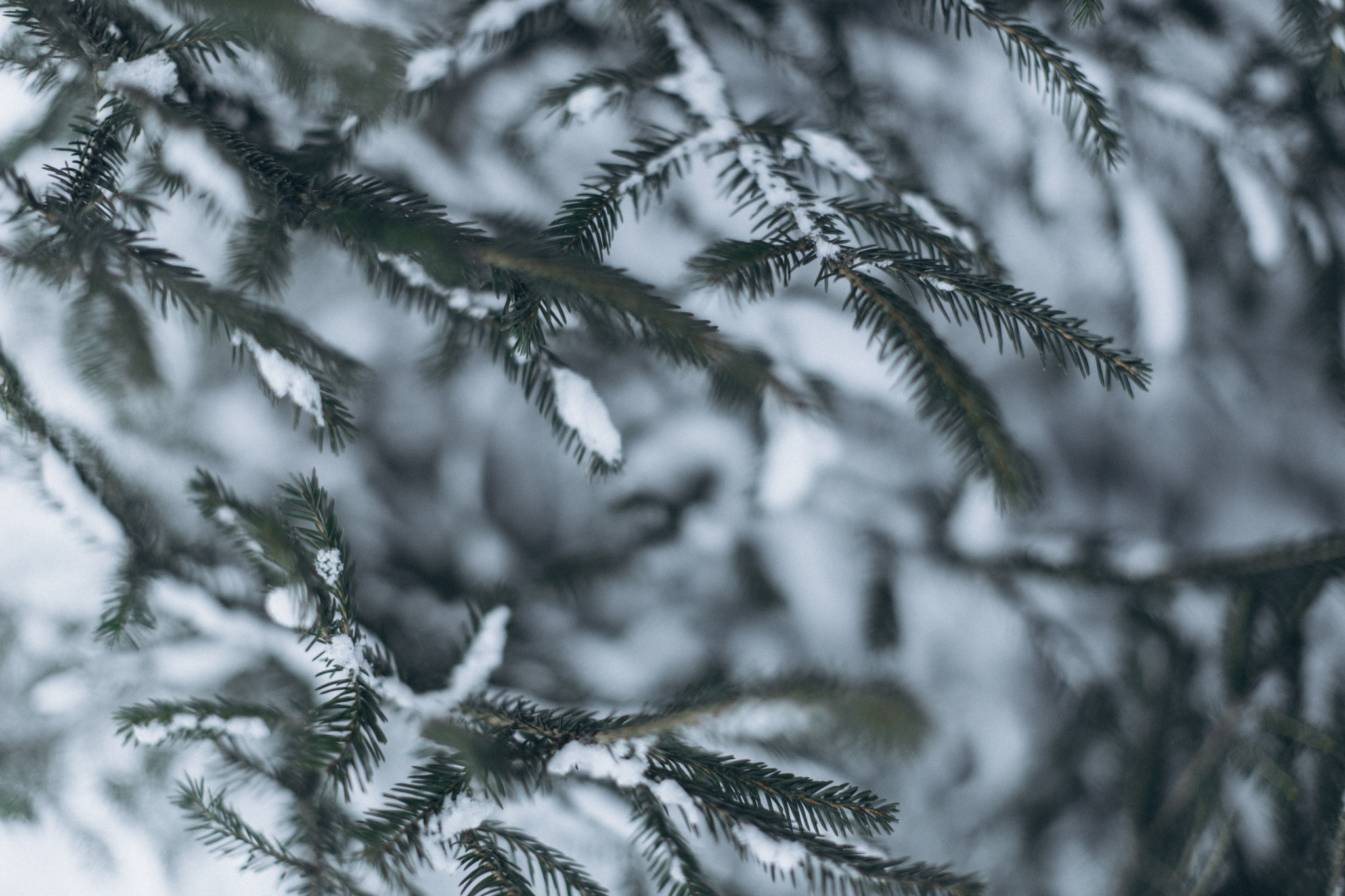 Перший сніг. Портретний і сімейний фотограф Київ