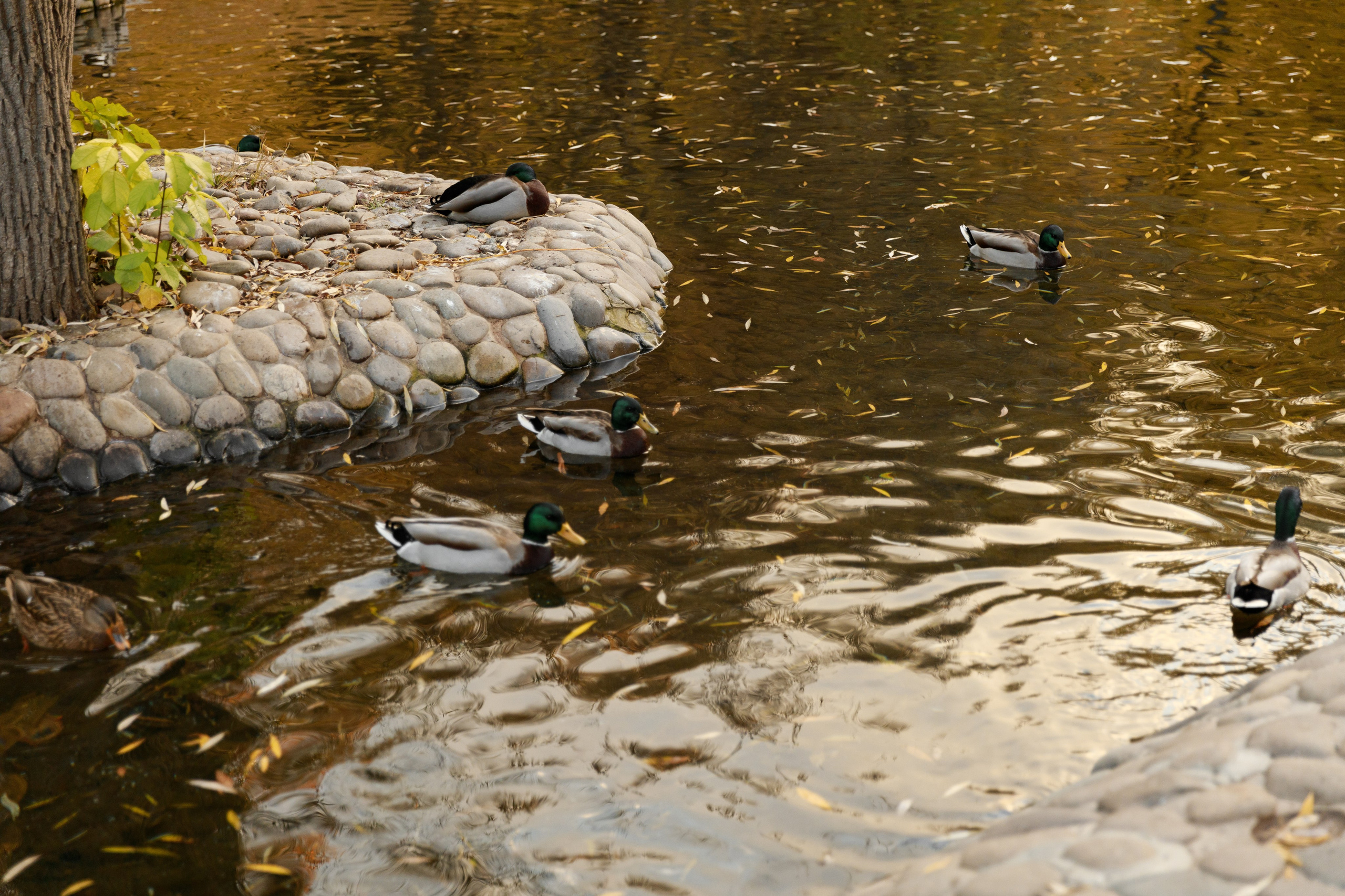 Настя & Вадим & Софія. Весільний та сімейний фотограф у Харкові Ткаченко Світлана