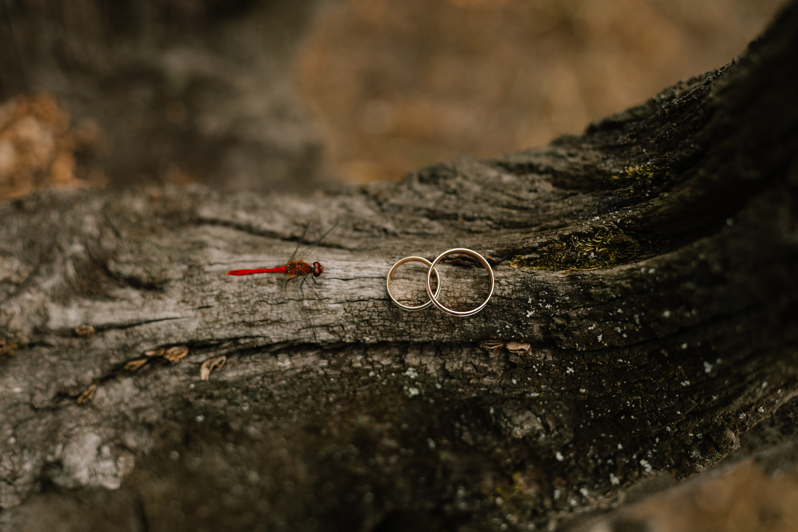 Настя & Влад. Весільний та сімейний фотограф у Харкові Ткаченко Світлана