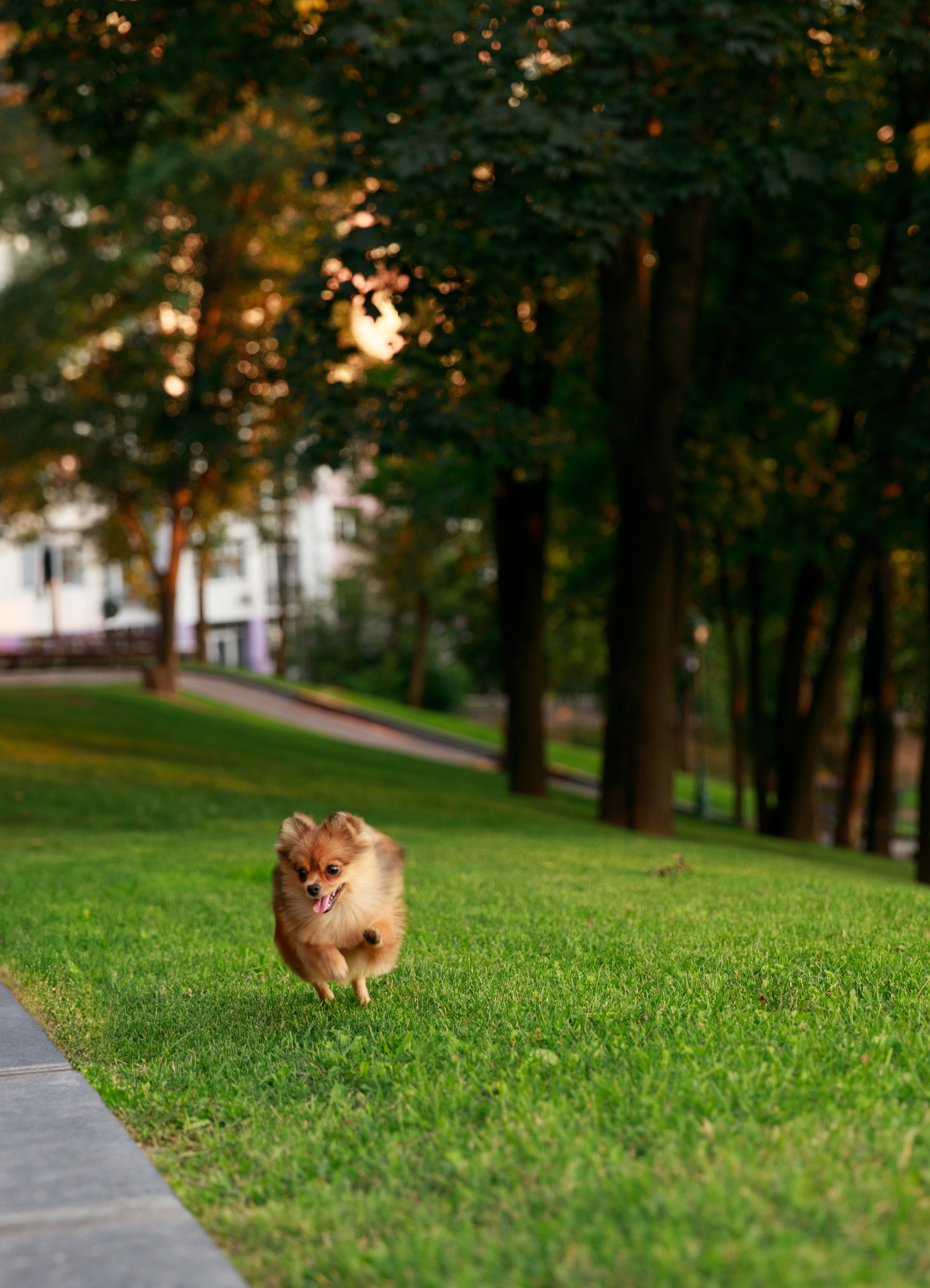 Аліна & Ярослав. Весільний та сімейний фотограф у Харкові Ткаченко Світлана