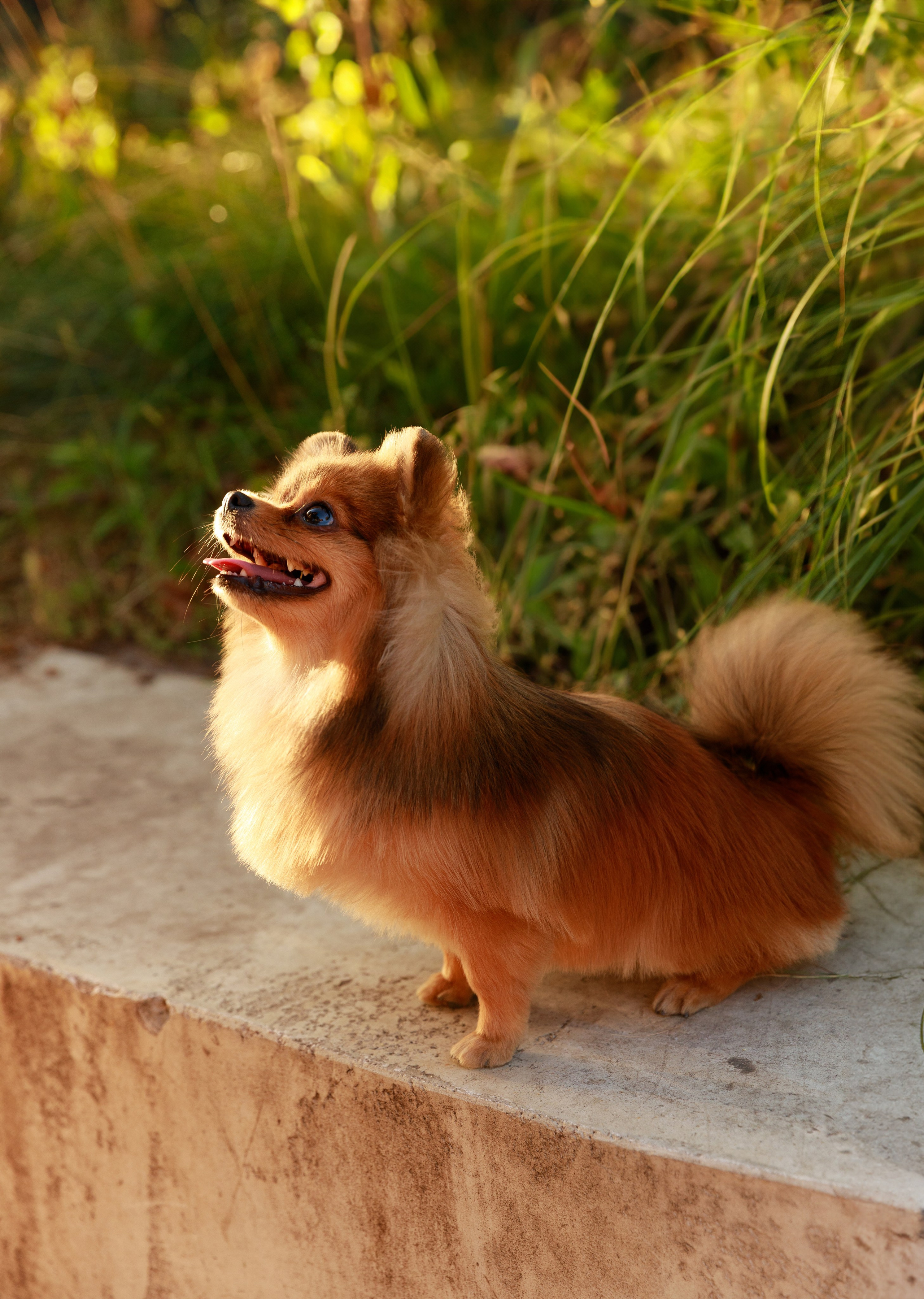 Аліна & Ярослав. Весільний та сімейний фотограф у Харкові Ткаченко Світлана