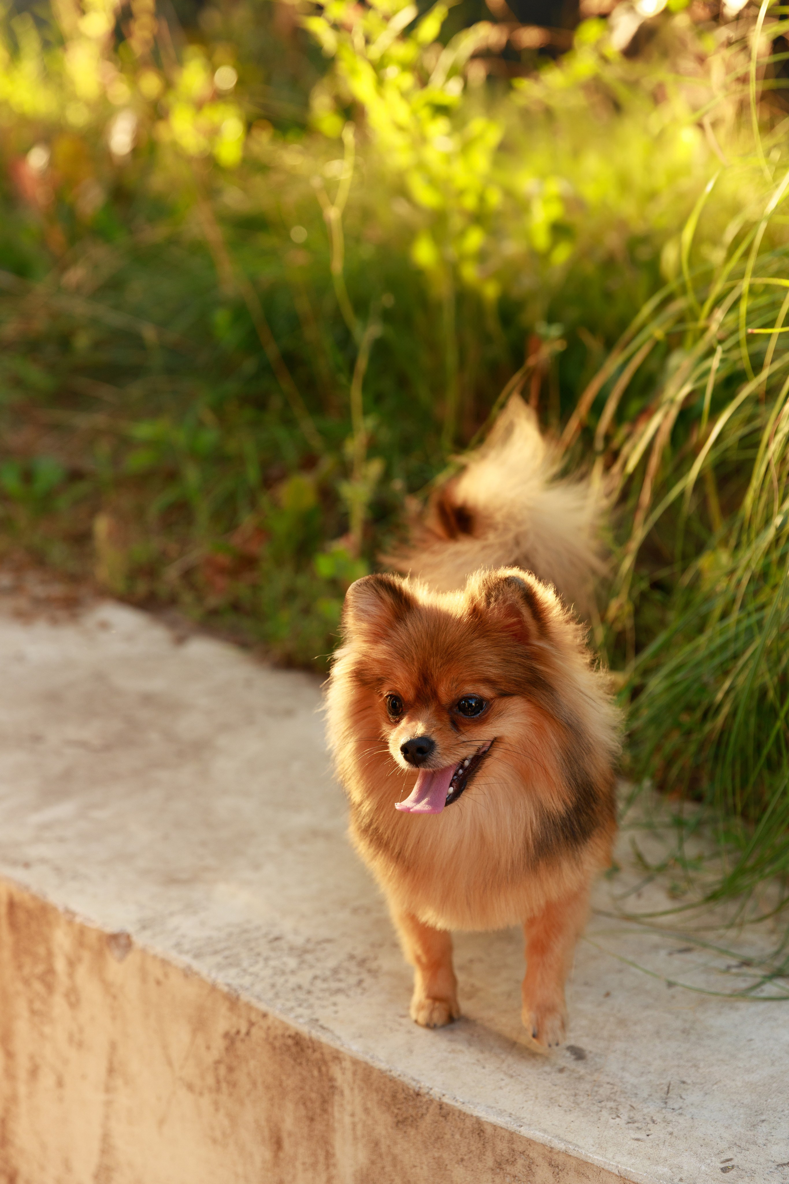 Аліна & Ярослав. Весільний та сімейний фотограф у Харкові Ткаченко Світлана