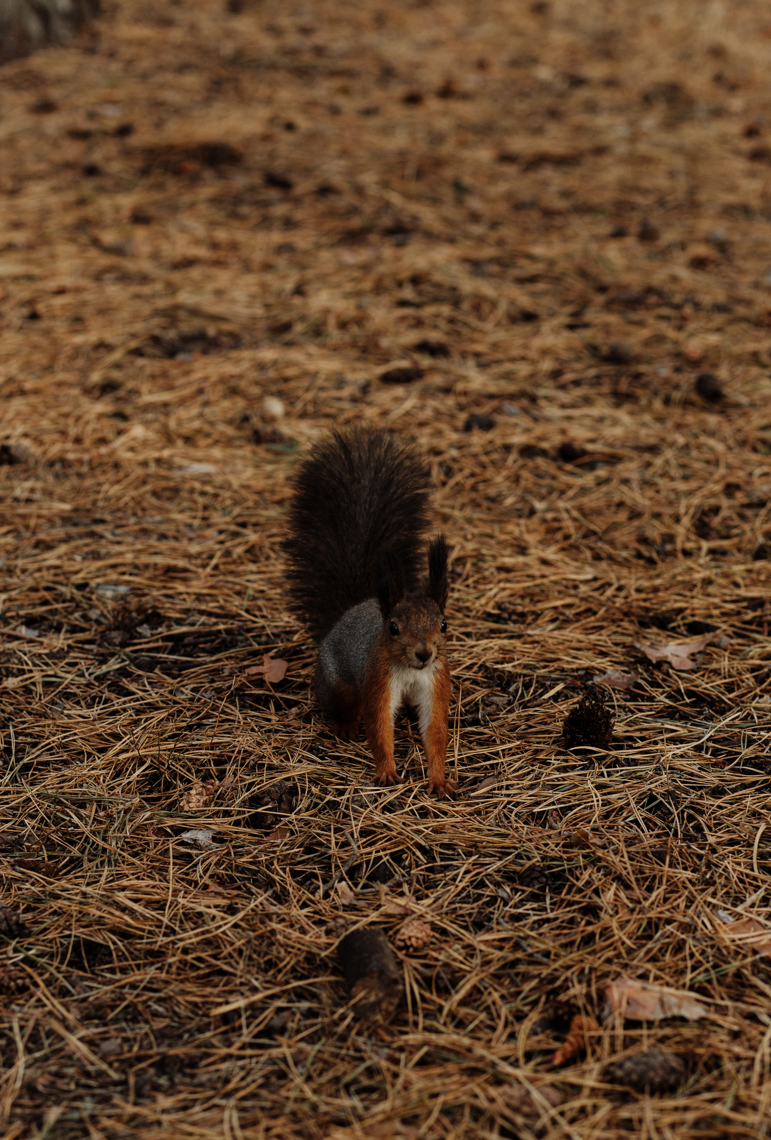 Катя & Алексій. Весільний та сімейний фотограф у Харкові Ткаченко Світлана
