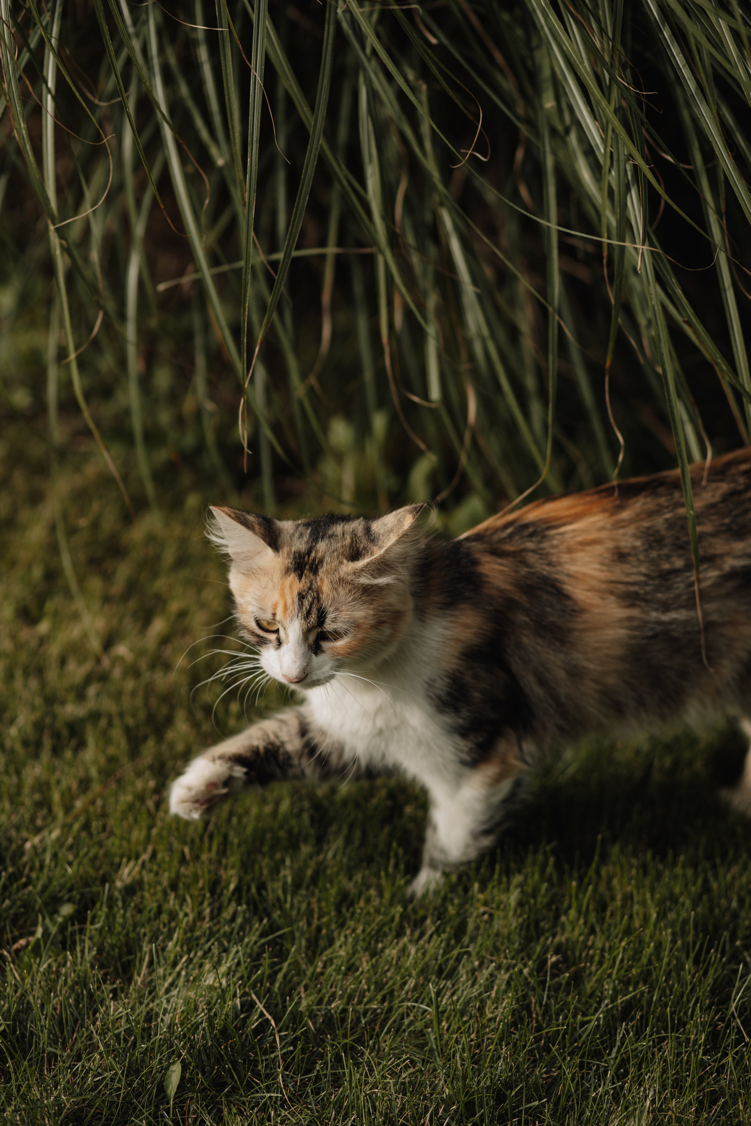 Анна & Назар. Весільний та сімейний фотограф у Харкові Ткаченко Світлана