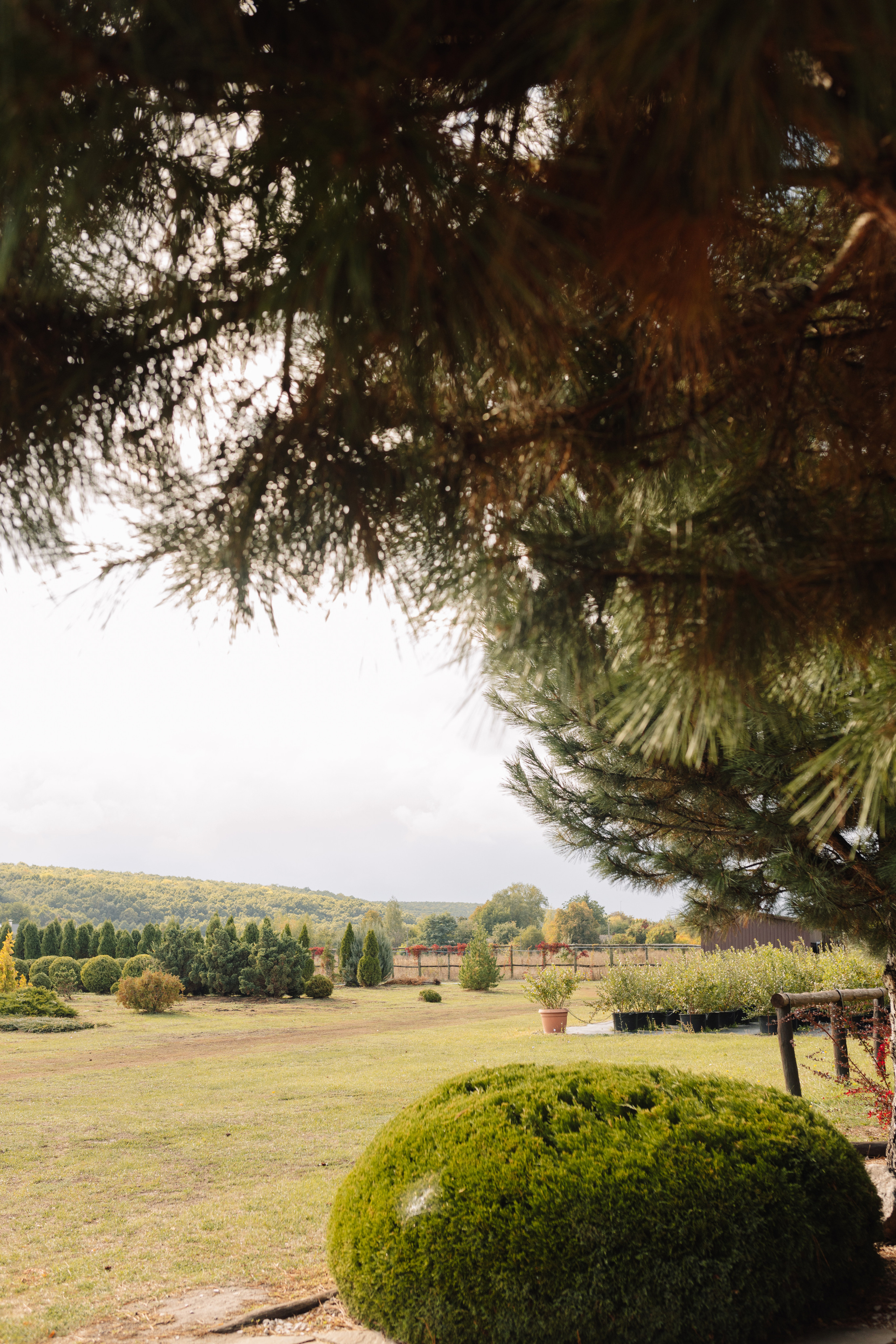 Анастасія & Дмитро. Весільний та сімейний фотограф у Харкові Ткаченко Світлана