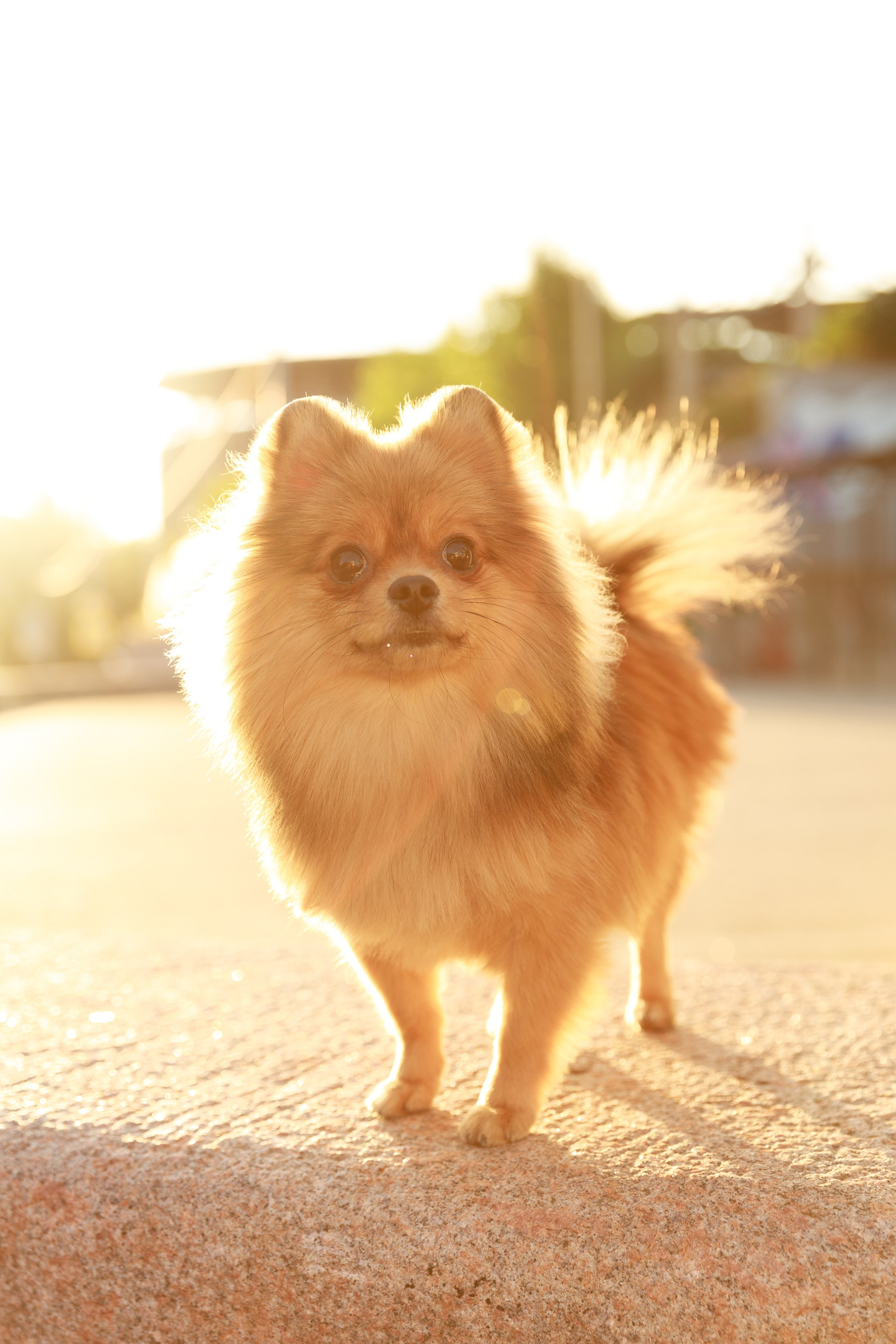 Аліна & Ярослав. Весільний та сімейний фотограф у Харкові Ткаченко Світлана
