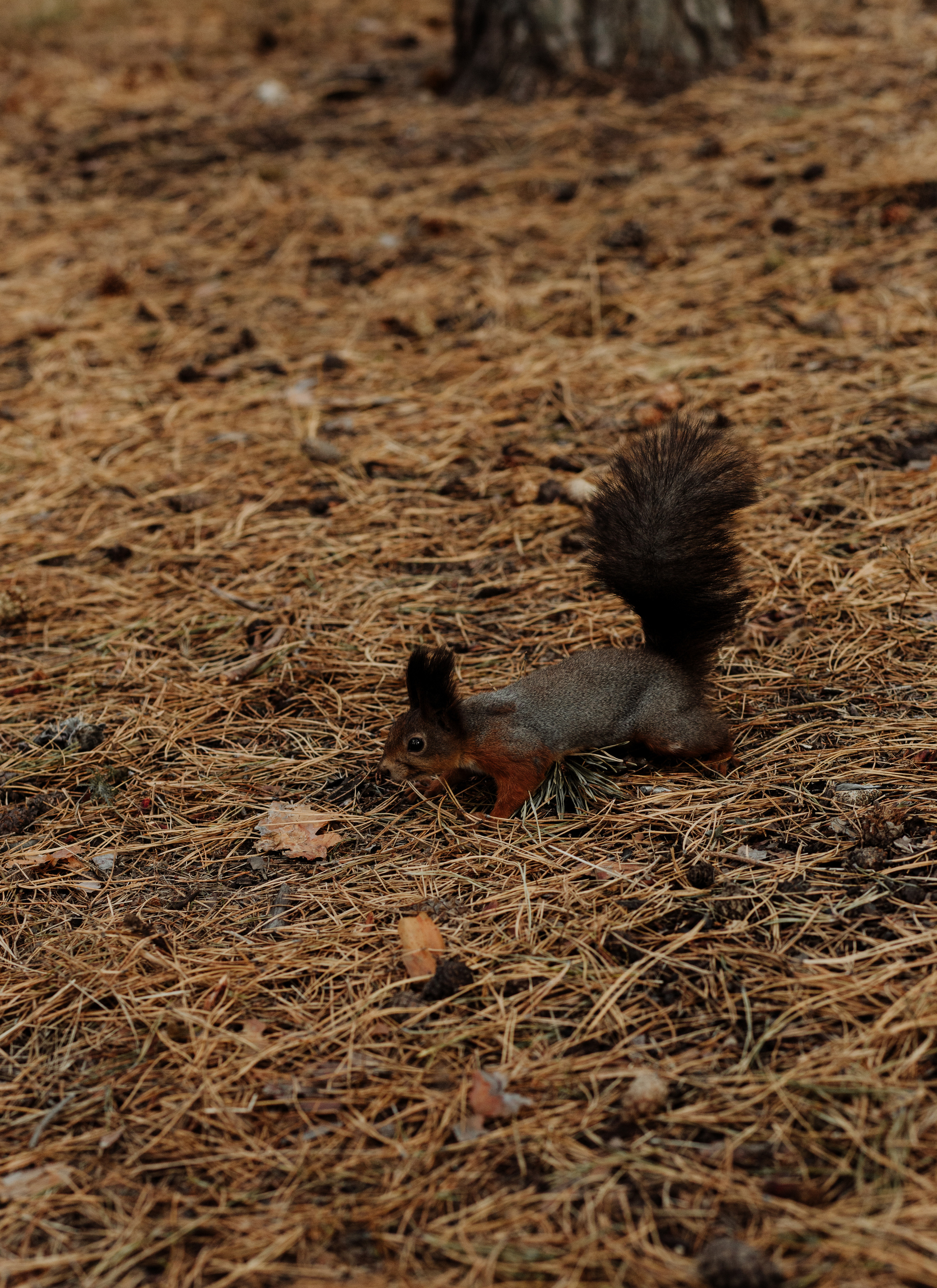 Катя & Алексій. Весільний та сімейний фотограф у Харкові Ткаченко Світлана