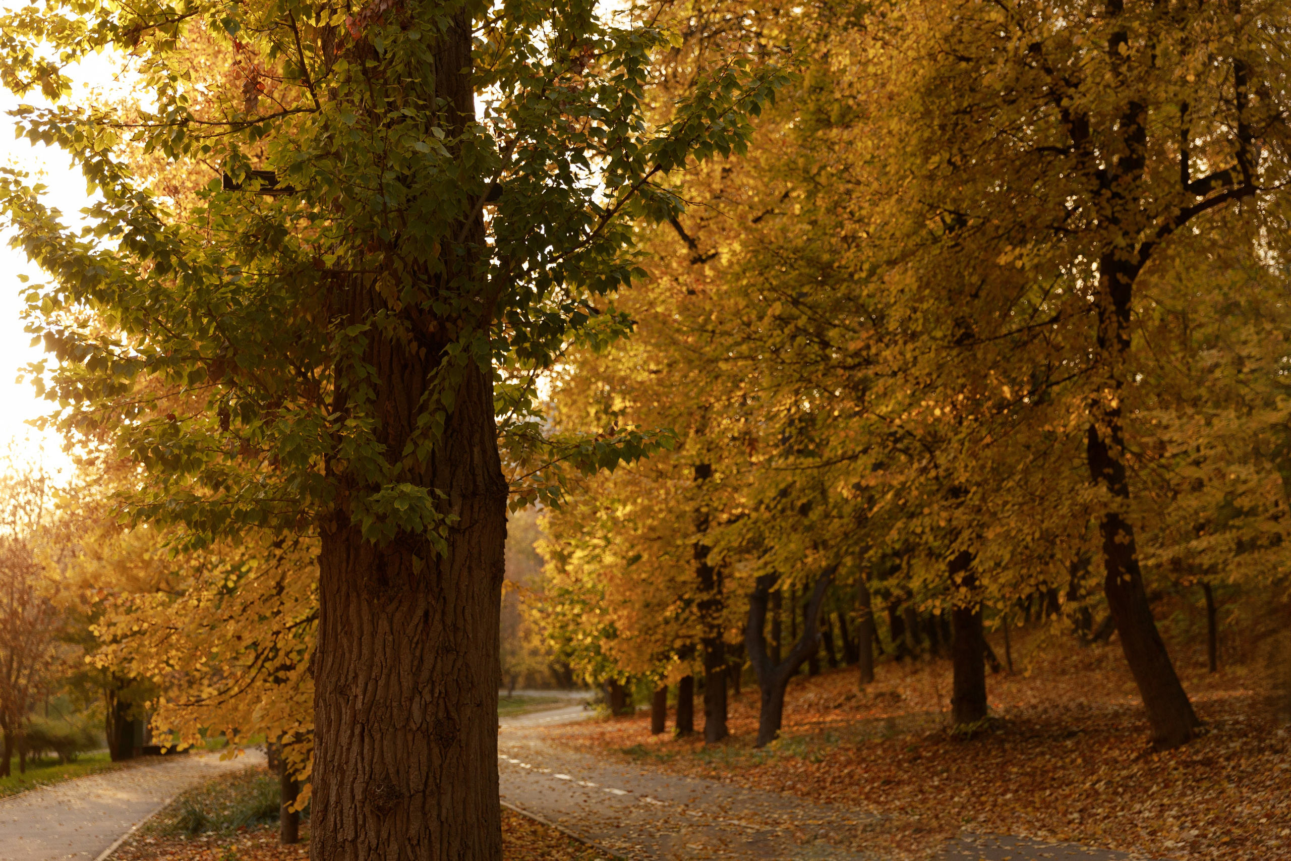 Настя & Вадим & Софія. Весільний та сімейний фотограф у Харкові Ткаченко Світлана
