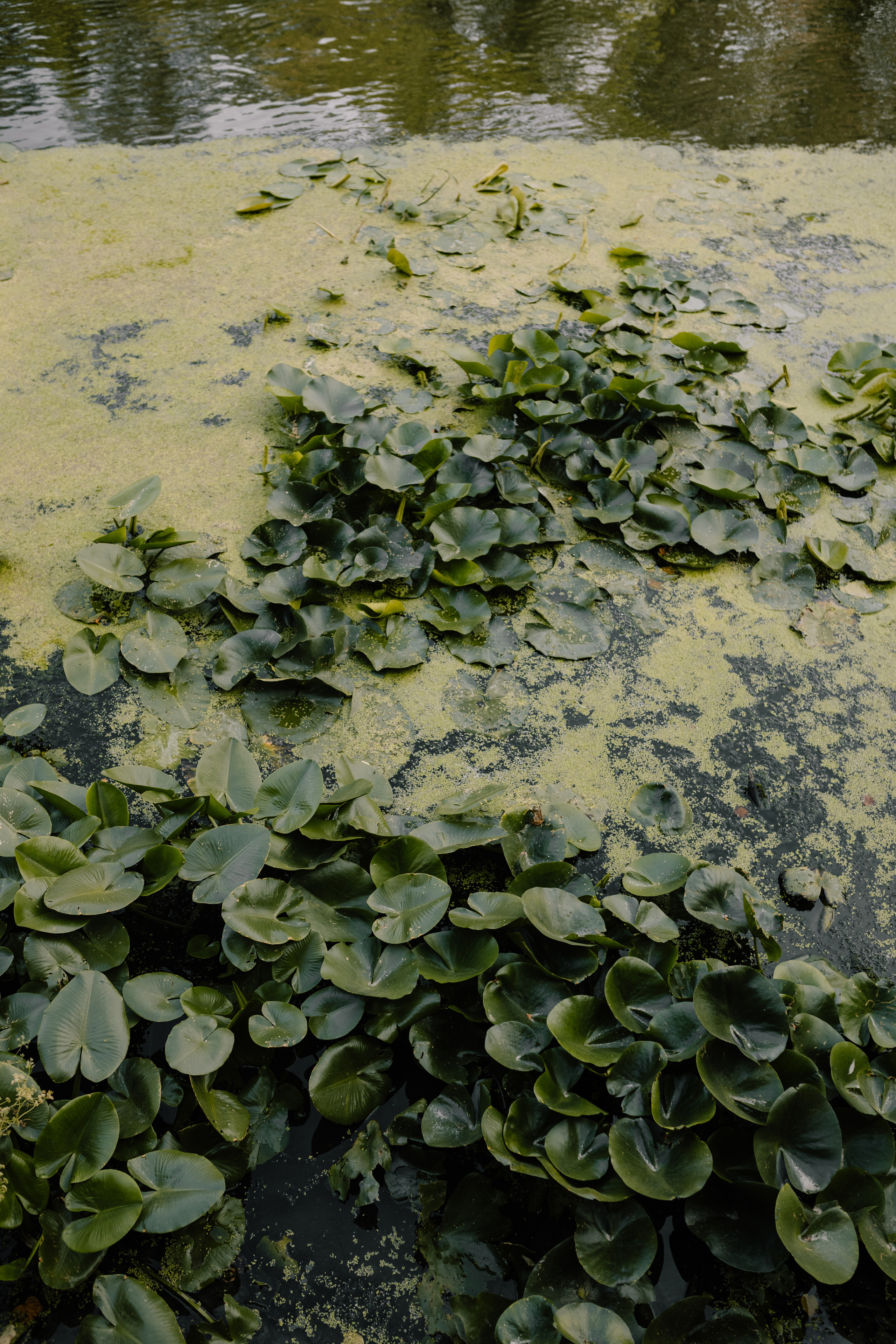 Настя & Влад. Весільний та сімейний фотограф у Харкові Ткаченко Світлана