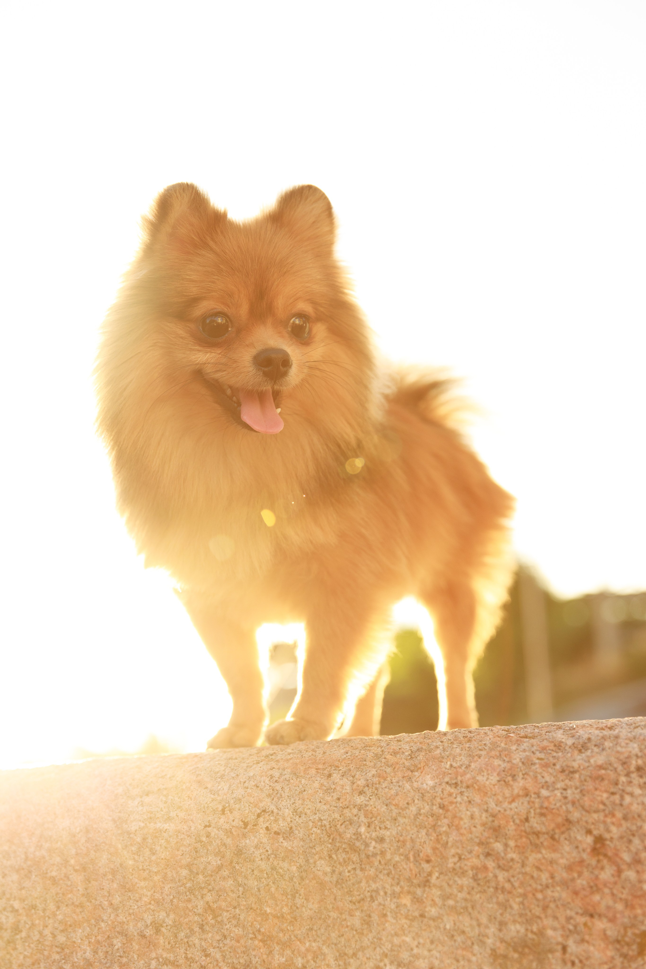 Аліна & Ярослав. Весільний та сімейний фотограф у Харкові Ткаченко Світлана