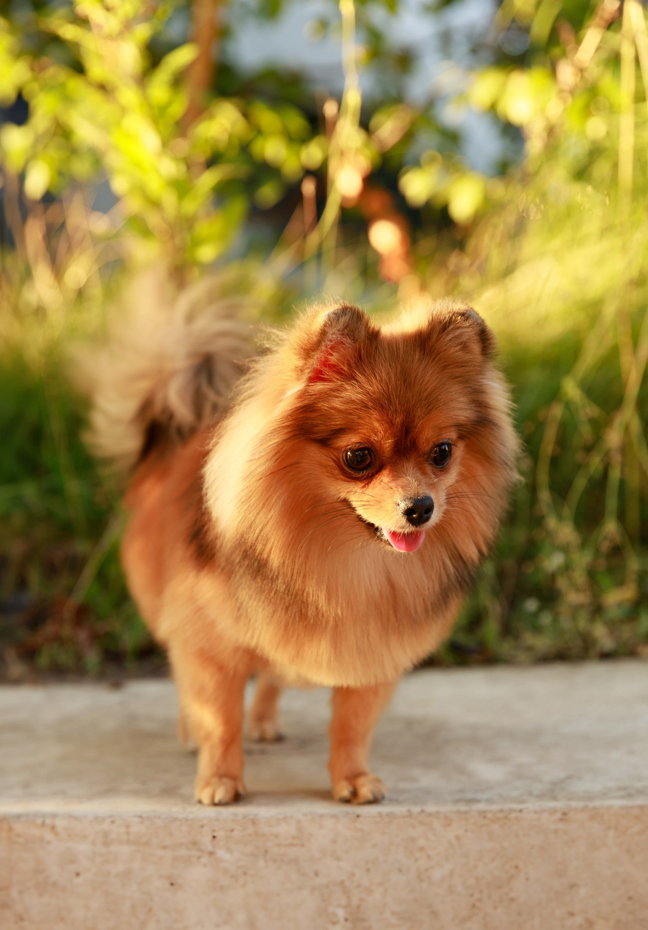 Аліна & Ярослав. Весільний та сімейний фотограф у Харкові Ткаченко Світлана