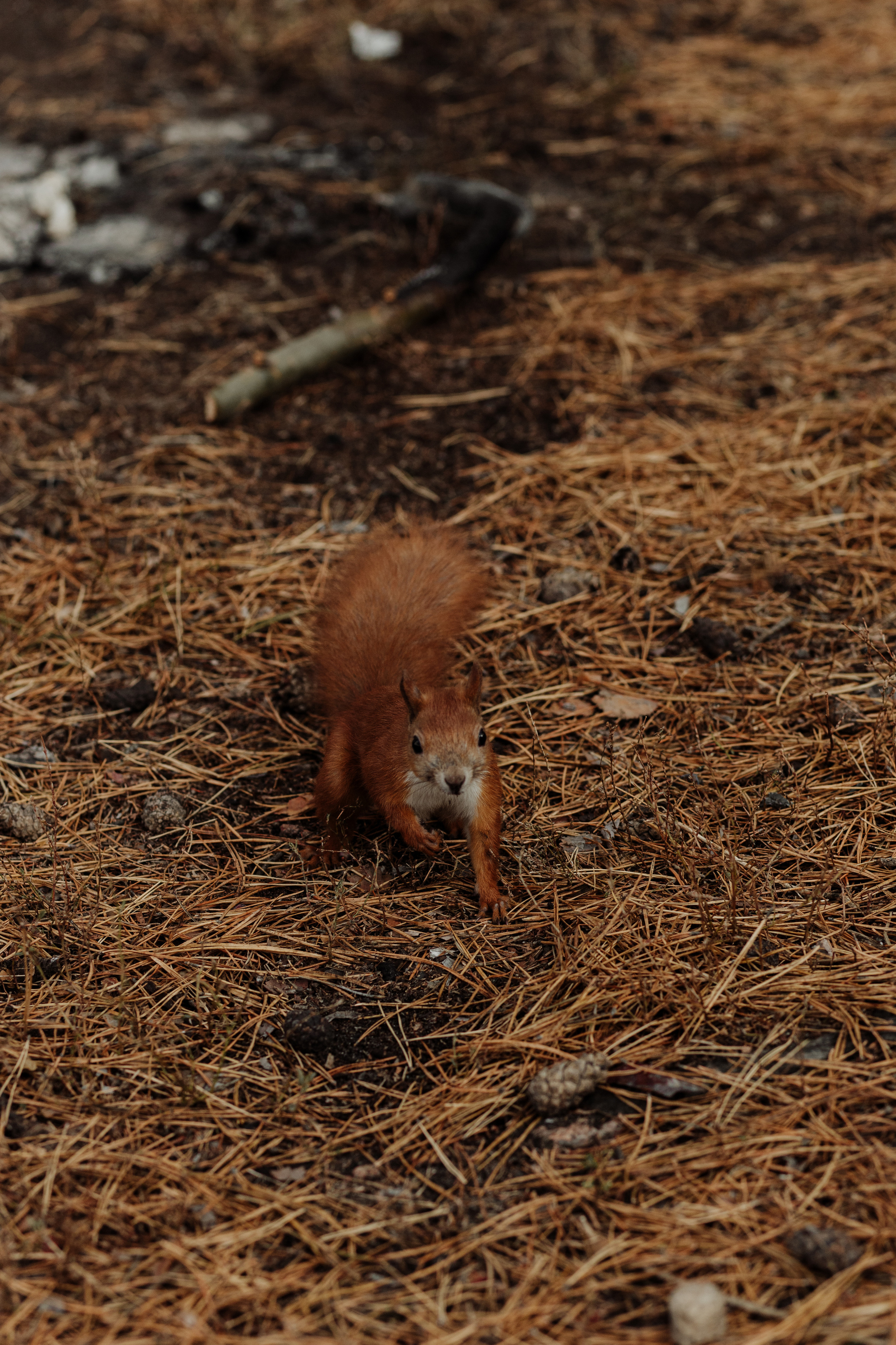 Катя & Алексій. Весільний та сімейний фотограф у Харкові Ткаченко Світлана