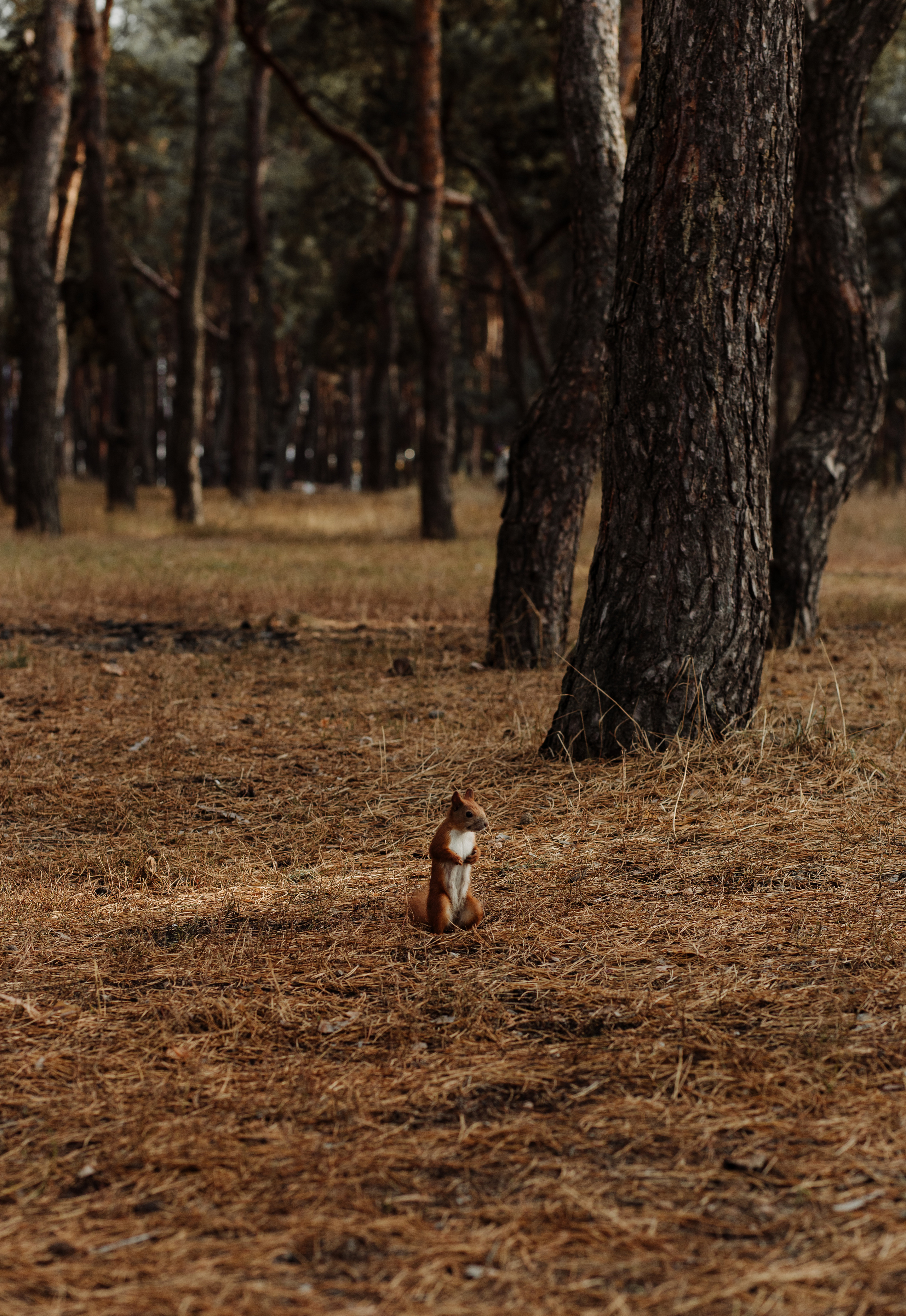 Катя & Алексій. Весільний та сімейний фотограф у Харкові Ткаченко Світлана