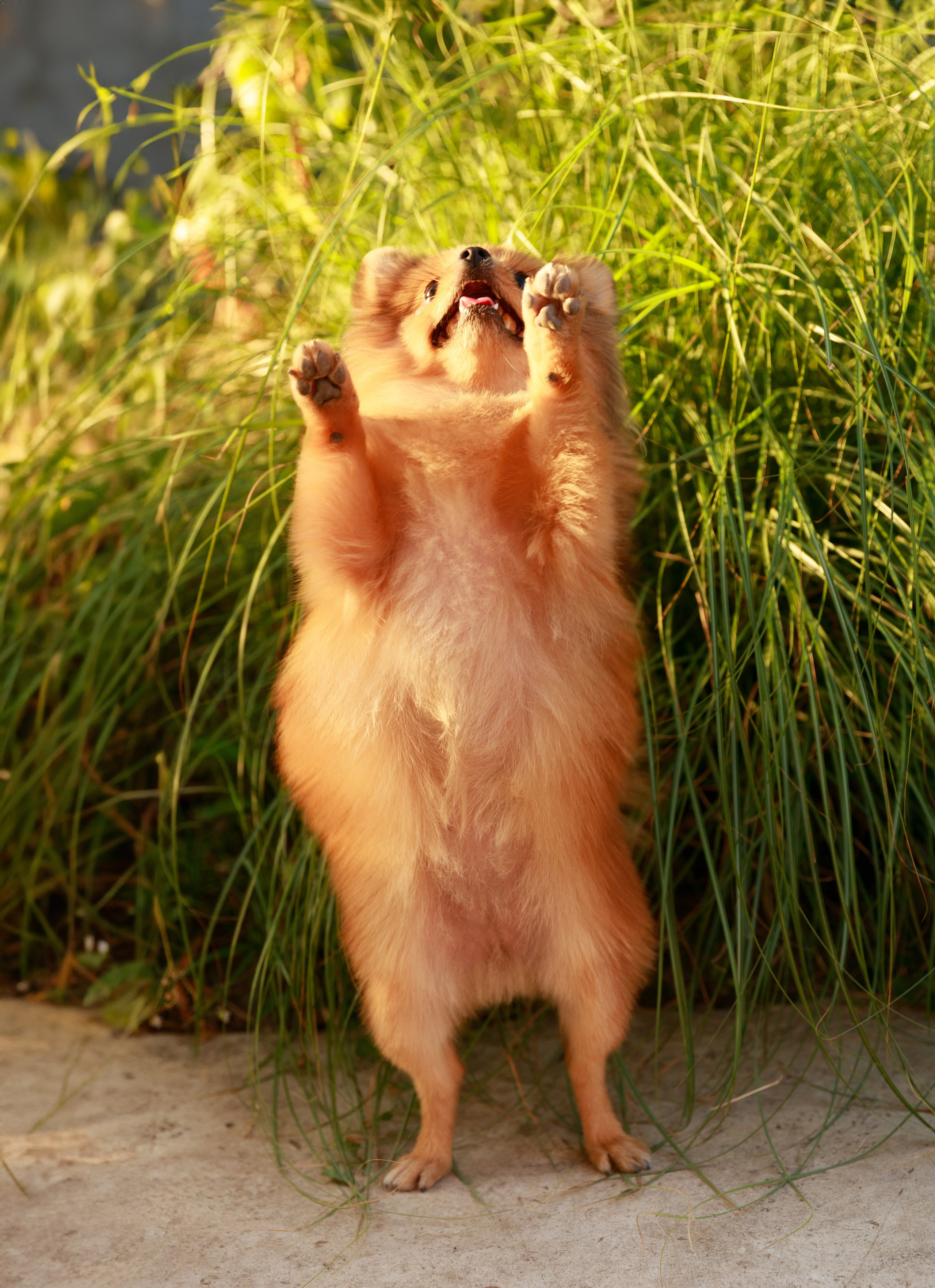 Аліна & Ярослав. Весільний та сімейний фотограф у Харкові Ткаченко Світлана