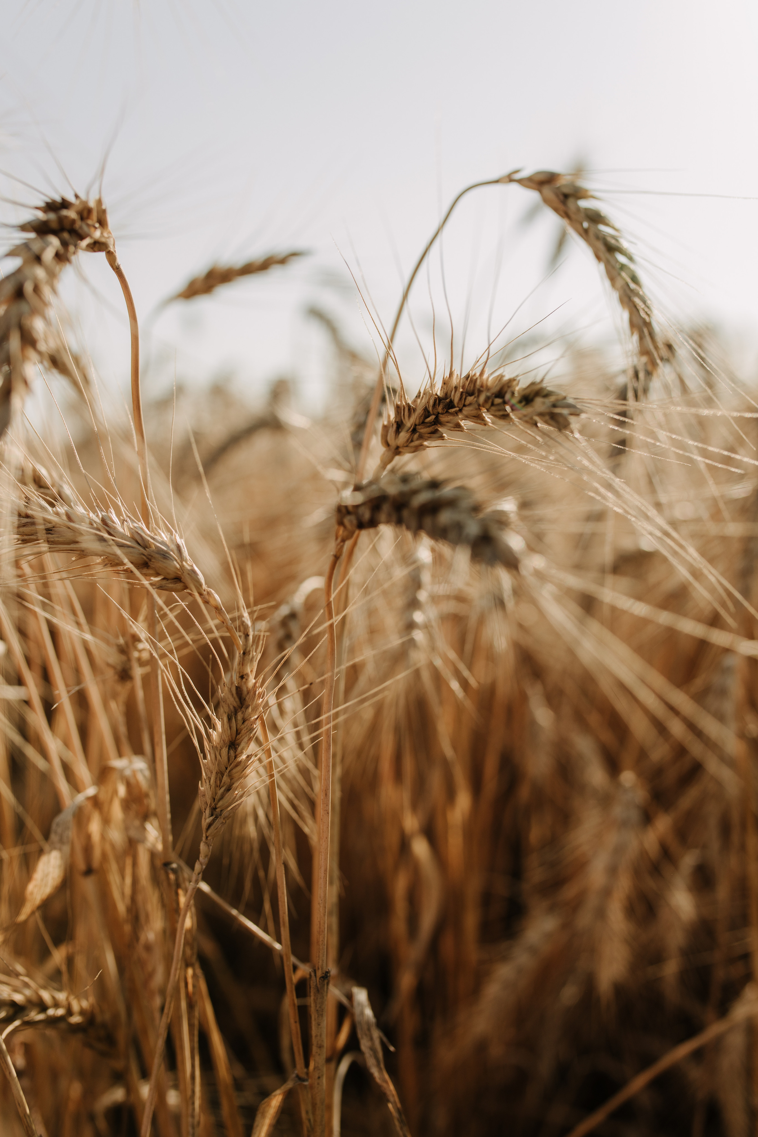 Катя & Діма. Весільний та сімейний фотограф у Харкові Ткаченко Світлана