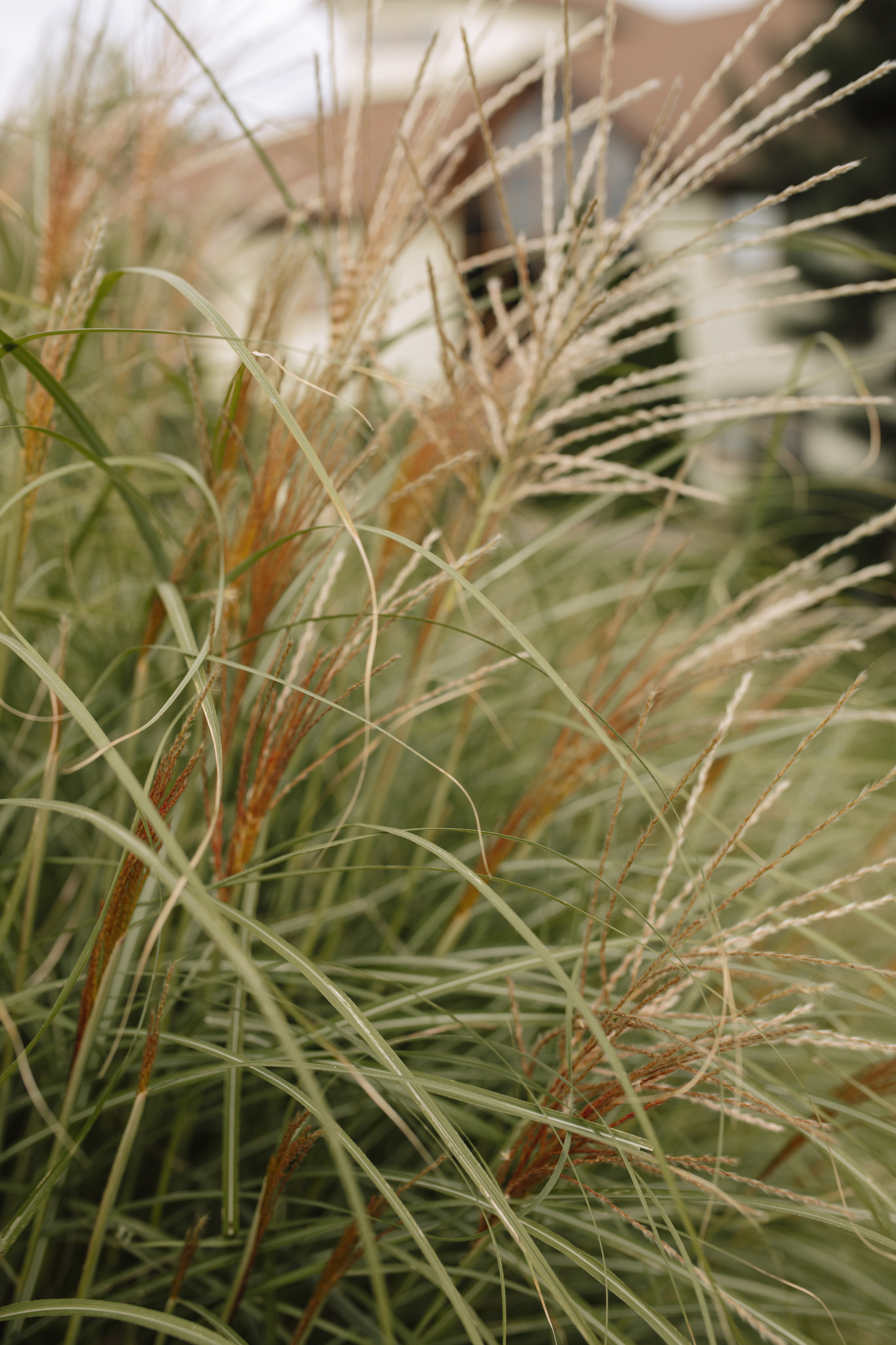 Анна & Назар. Весільний та сімейний фотограф у Харкові Ткаченко Світлана