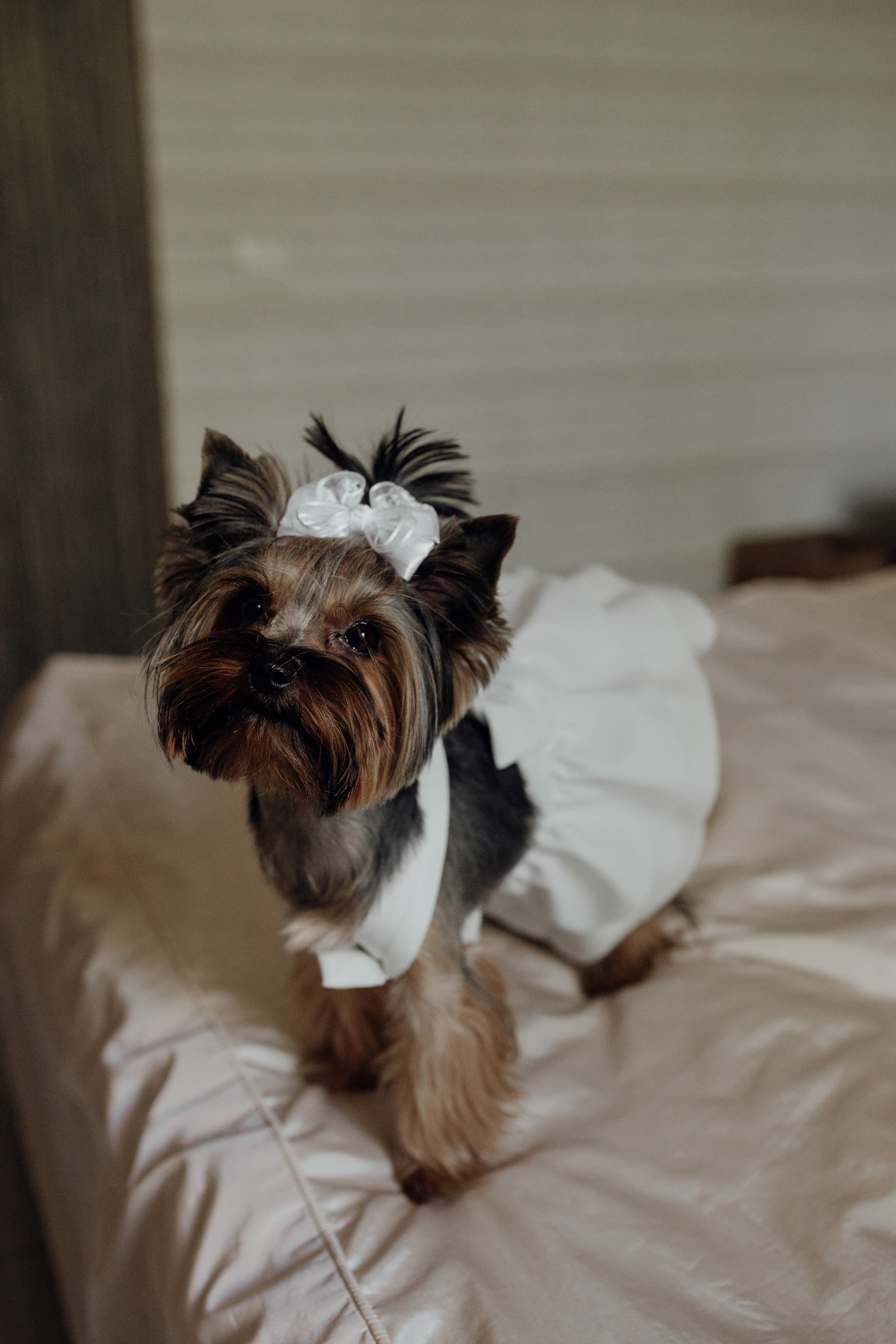 Анна & Назар. Весільний та сімейний фотограф у Харкові Ткаченко Світлана