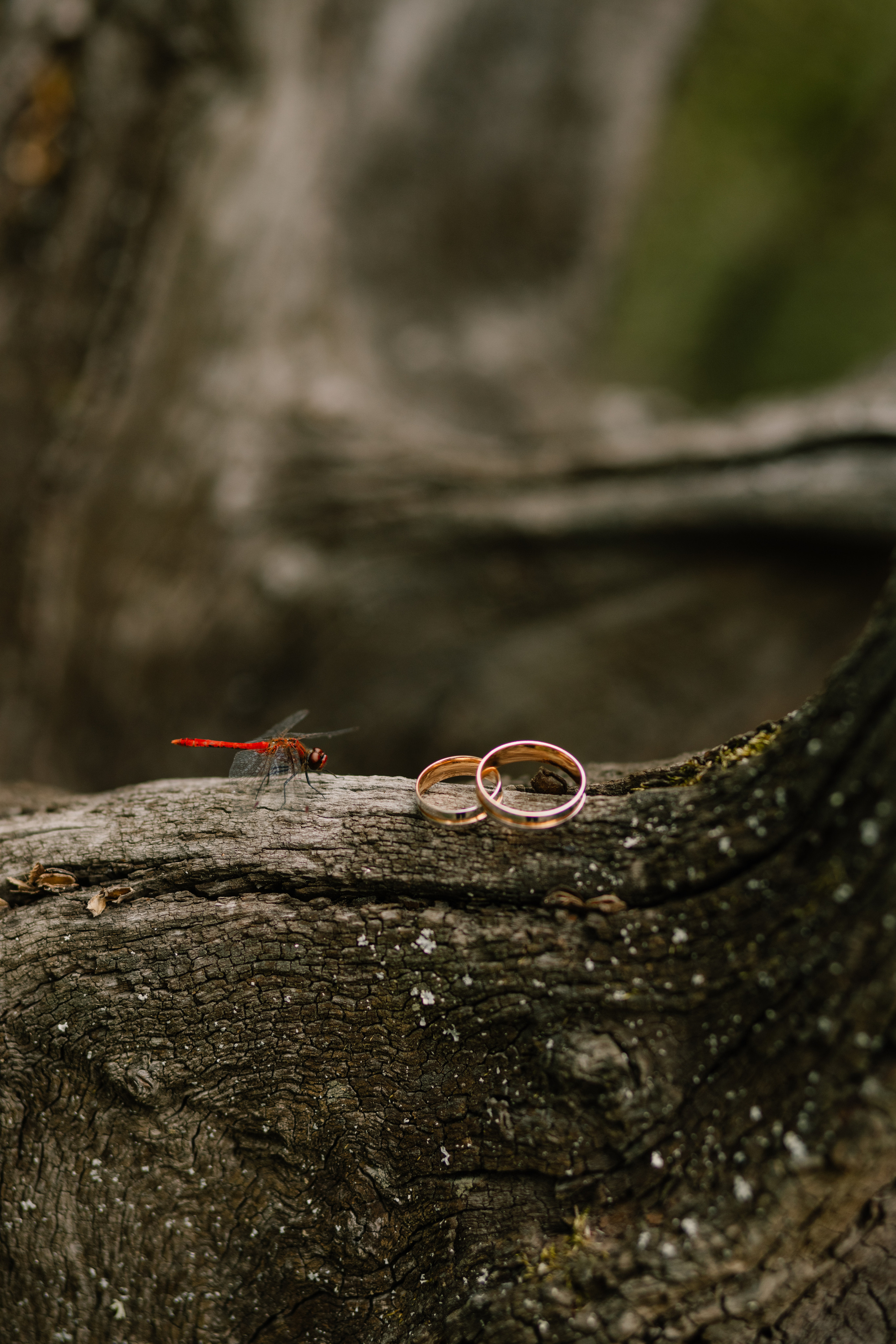 Настя & Влад. Весільний та сімейний фотограф у Харкові Ткаченко Світлана