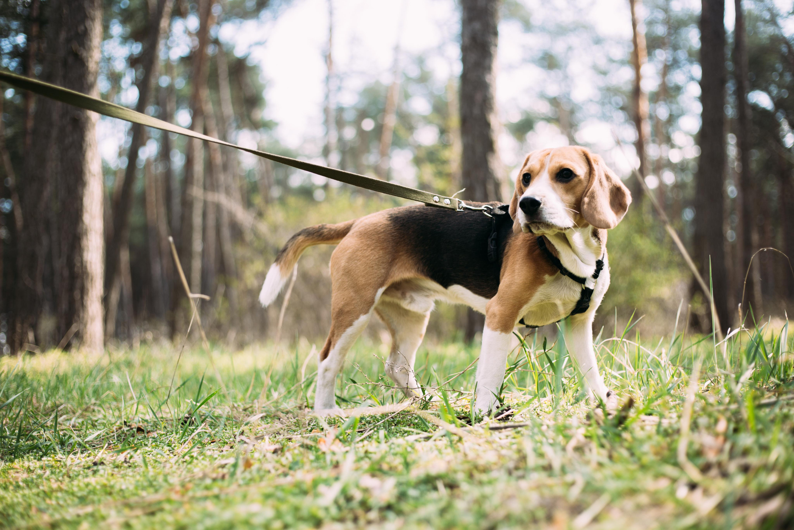 Лиза и Леша. Фотограф Аліканте, Торревьєха