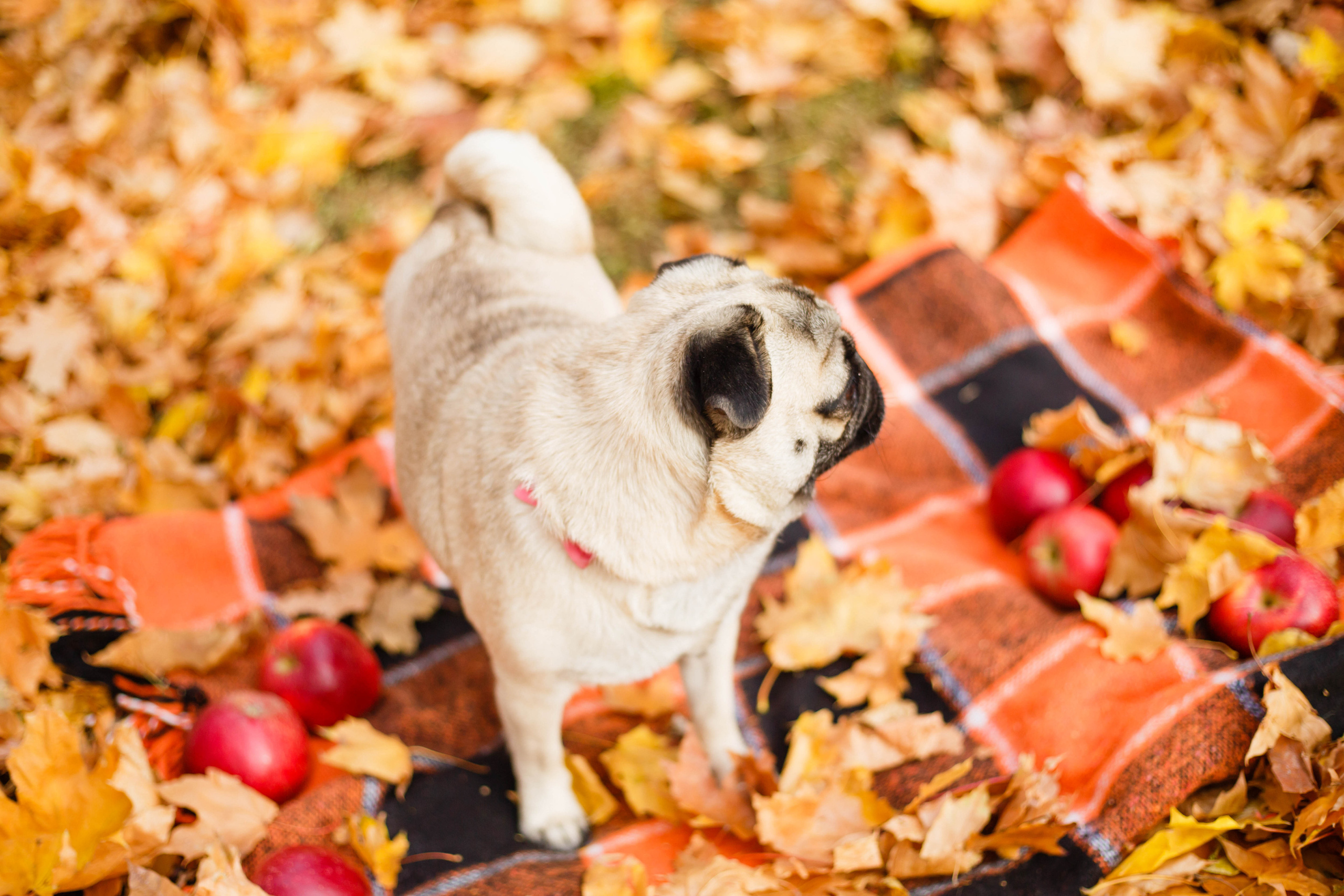 Осінь в Україні. Фотограф в Чернівцях, Фотограф Чернівці