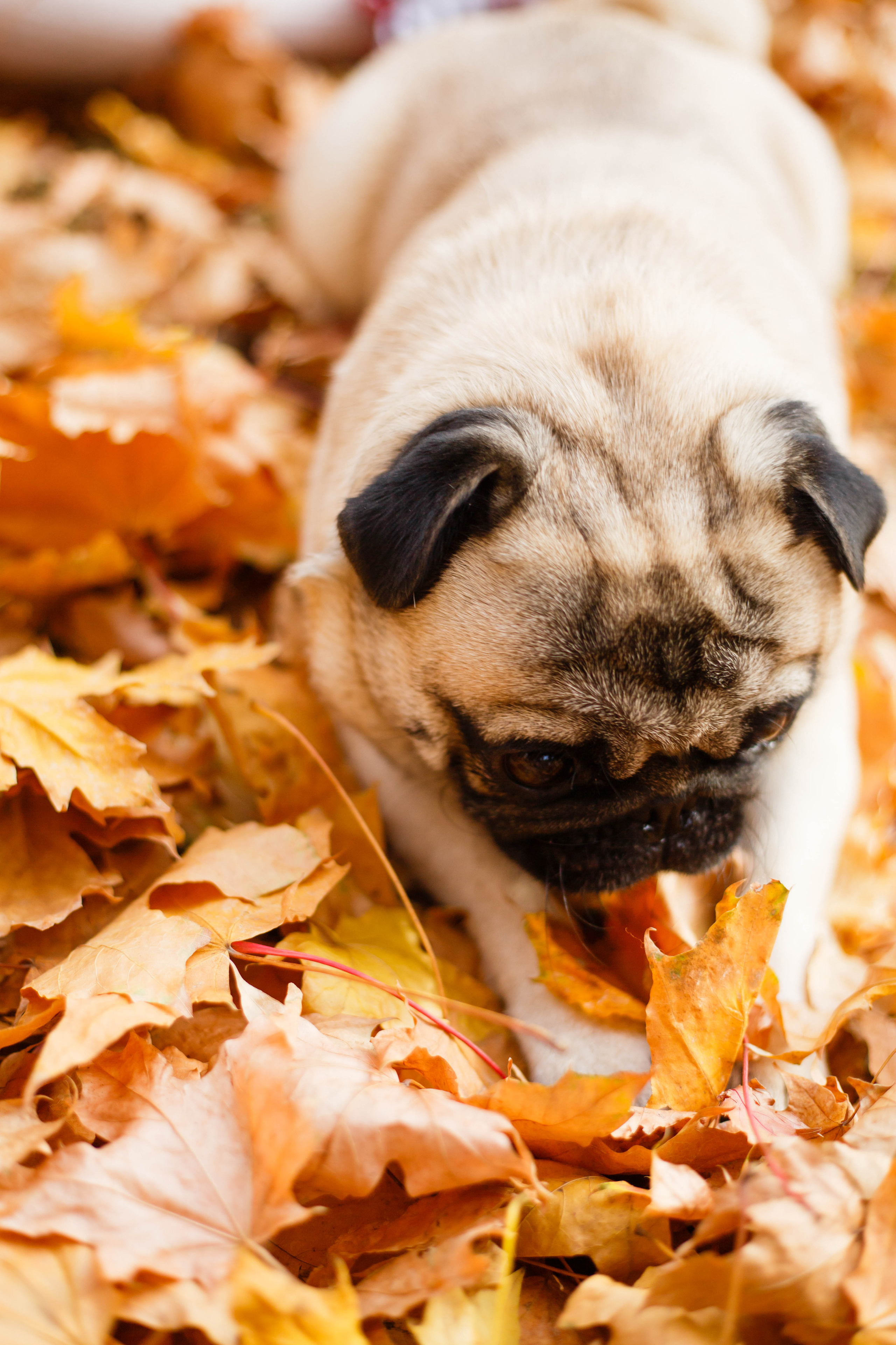Осінь в Україні. Фотограф в Чернівцях, Фотограф Чернівці