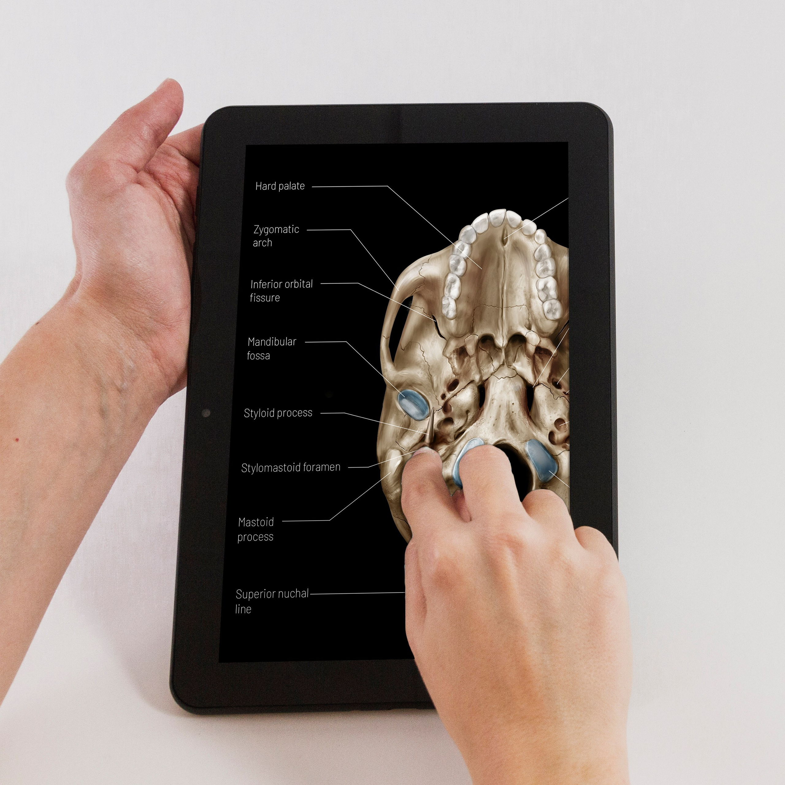 Professional freelance medical illustrator