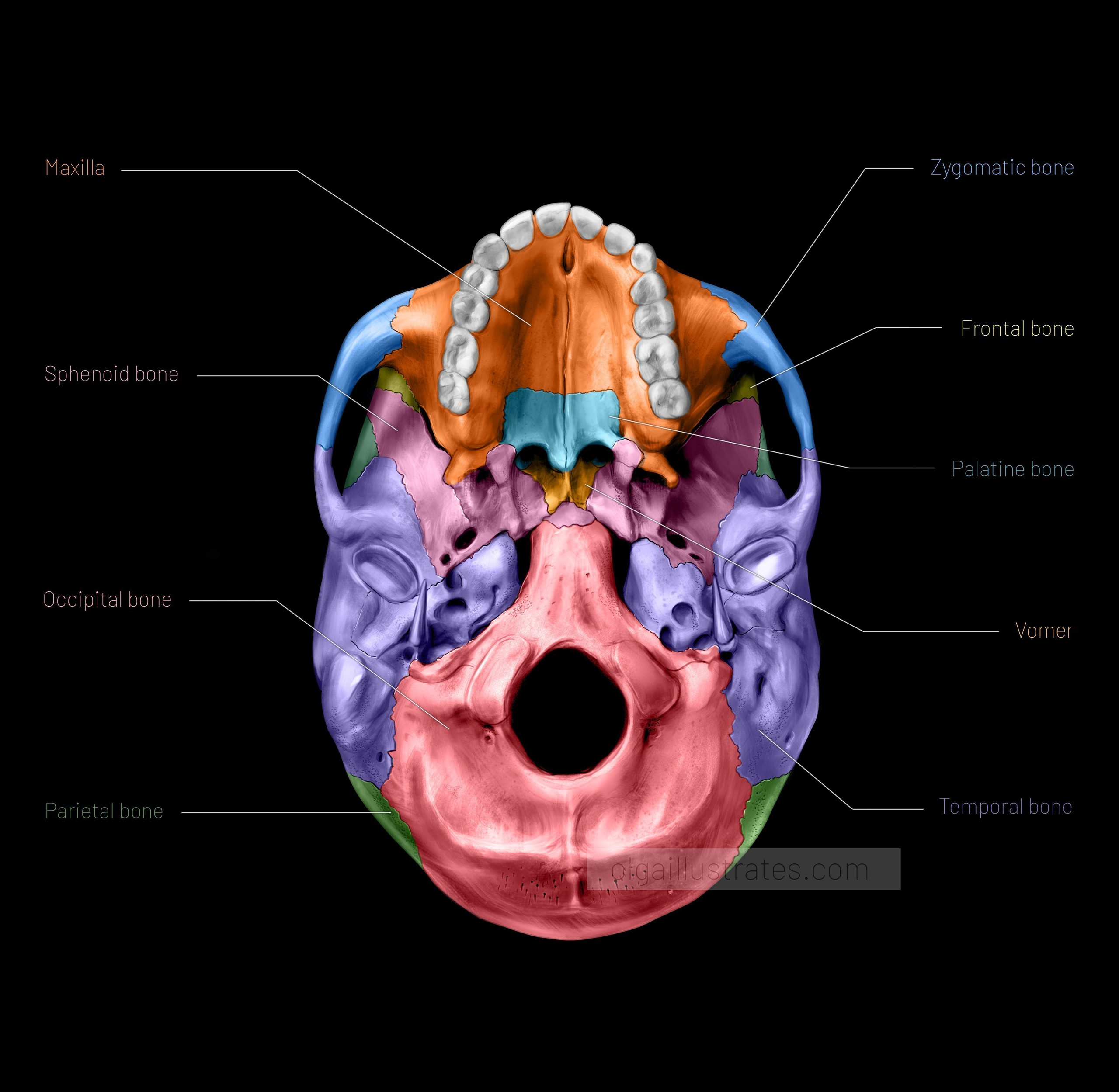 Inferior View of the Base of the Skull. Bones