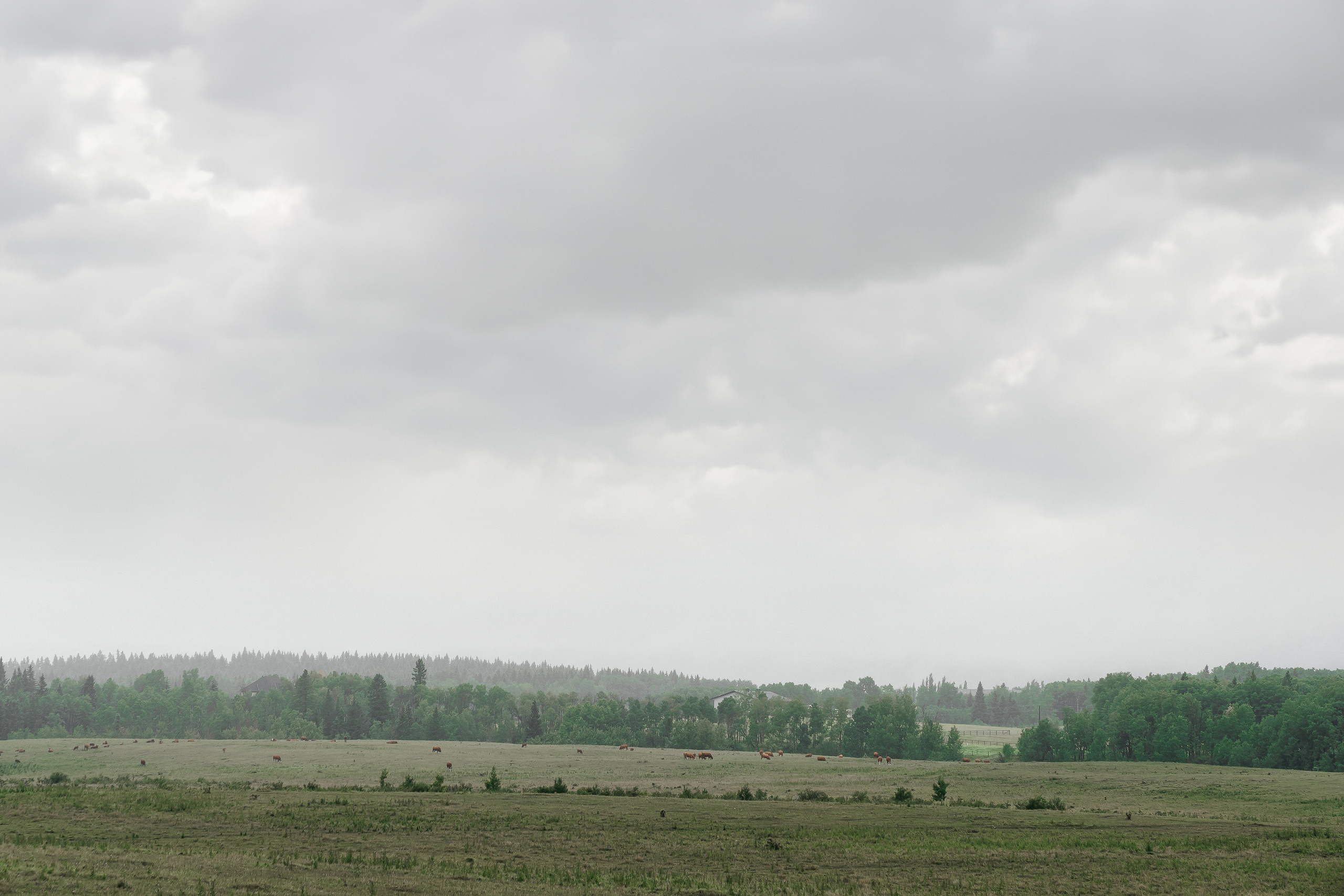 Tyrone & Glennda. Wedding and Family Photographer in Calgary