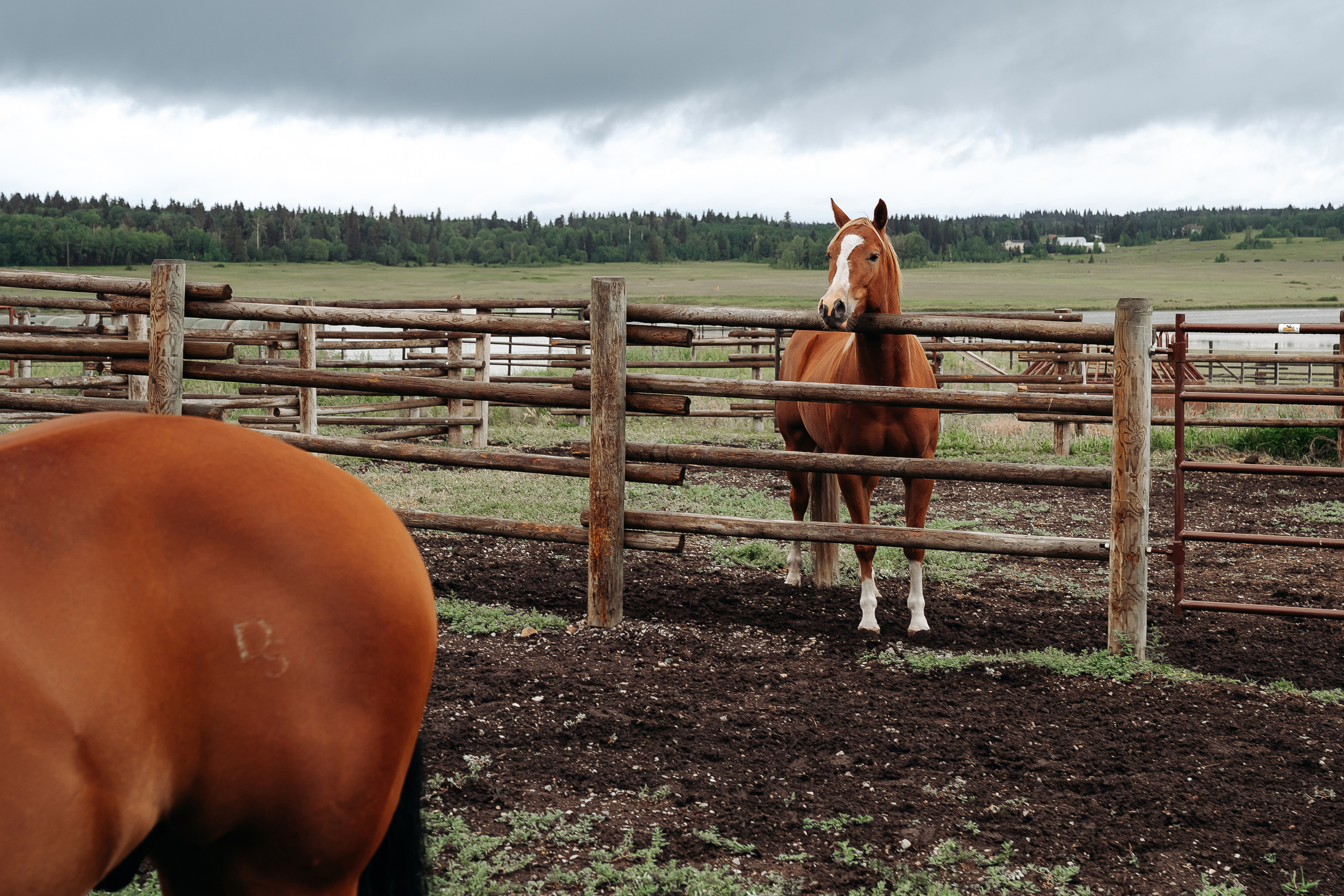 Tyrone & Glennda. Wedding and Family Photographer in Calgary