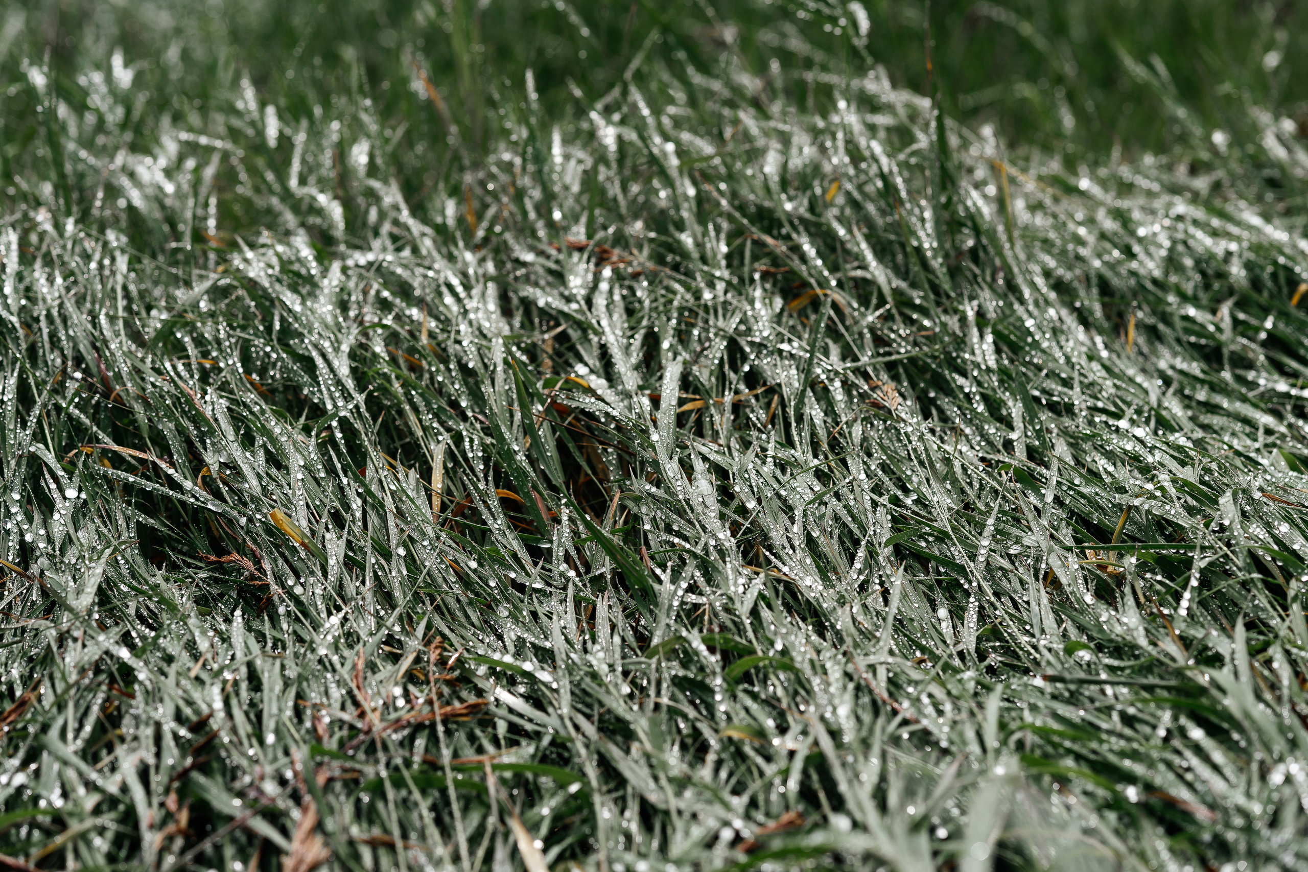 Tyrone & Glennda. Wedding and Family Photographer in Calgary