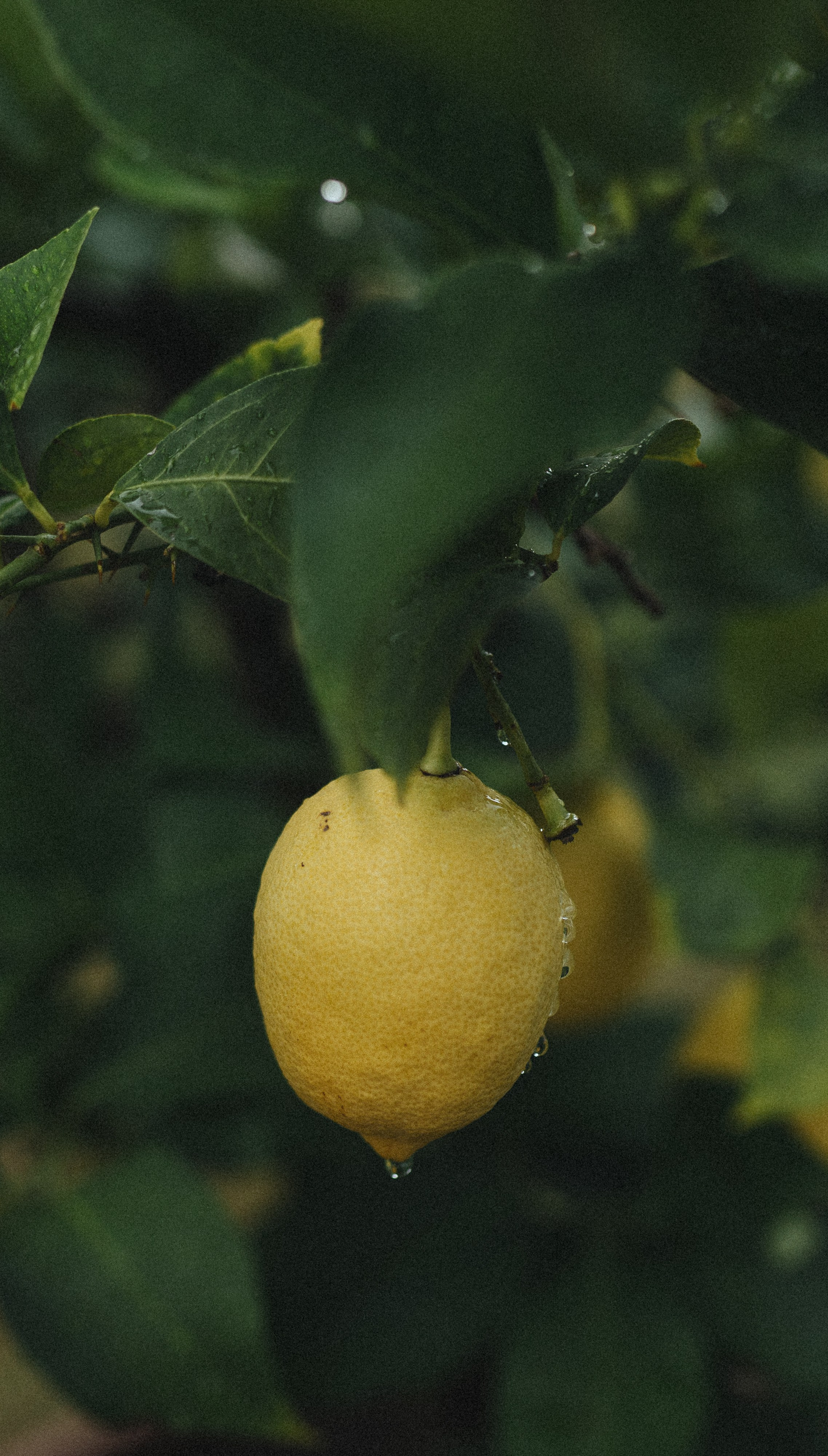 Roman and Viktoria Tuscany. Wedding photographer in Italy |Florence, Roma, Como, Tuscan, Venice