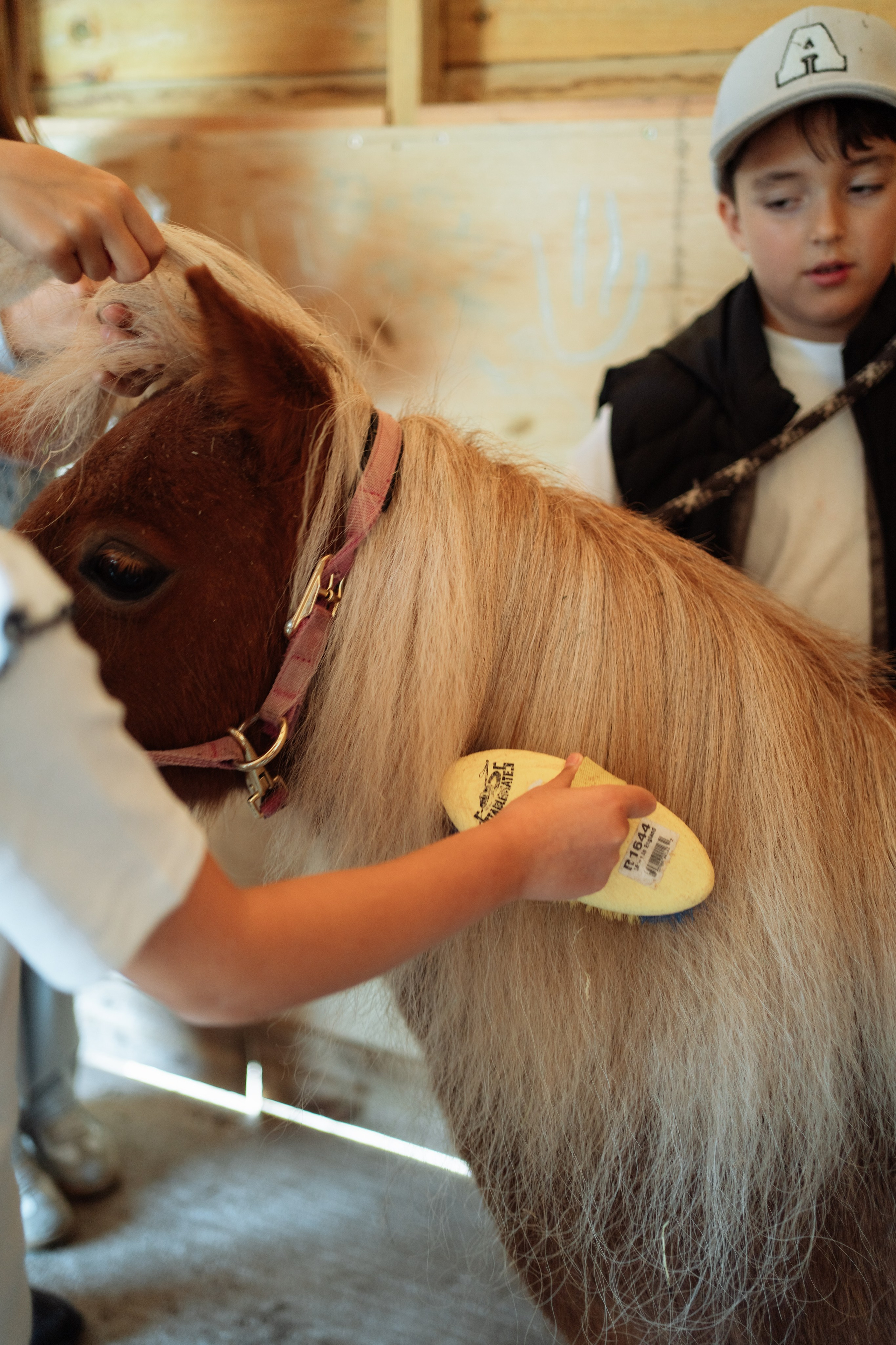 Horse party. Photographer in London Daria Agafonova
