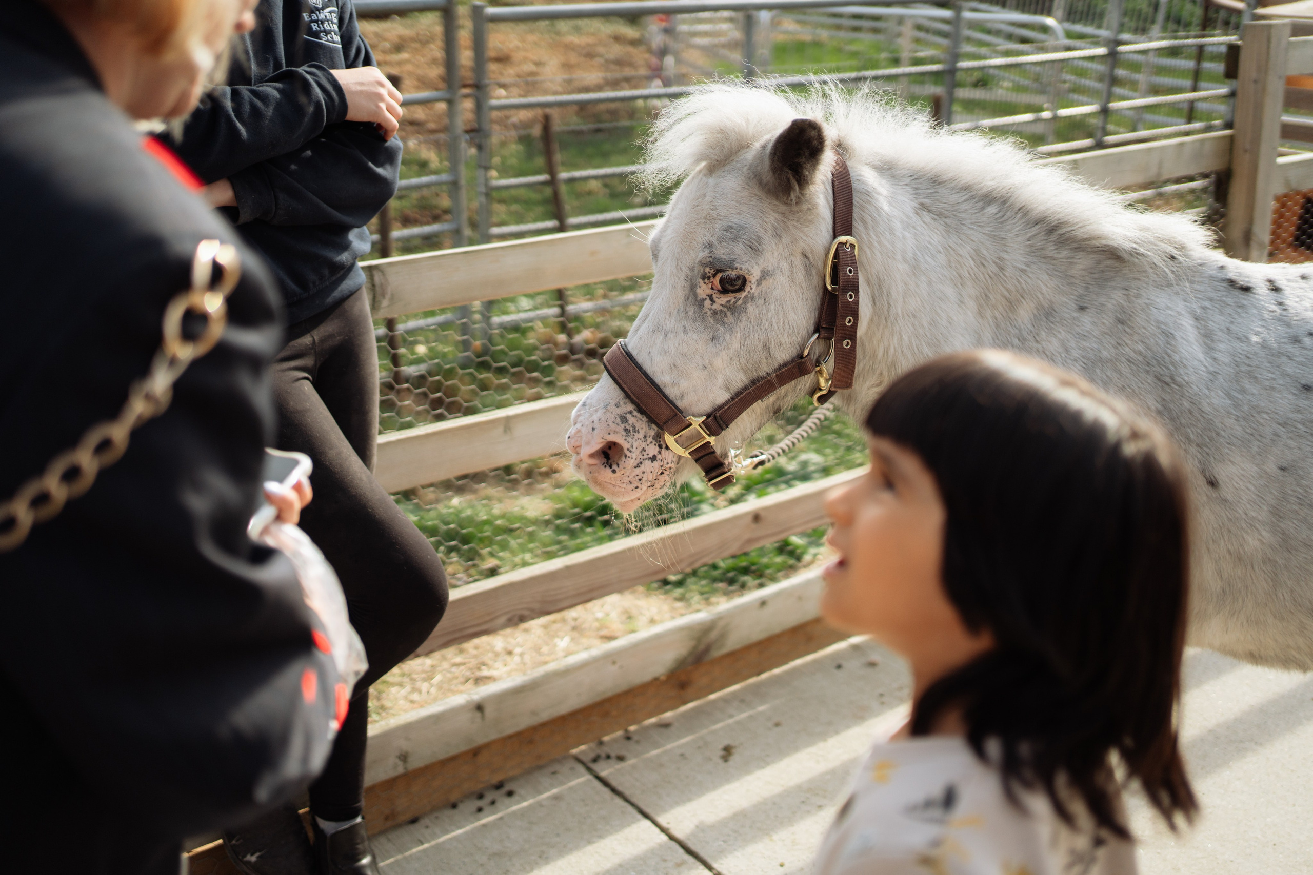 Horse party. Photographer in London Daria Agafonova