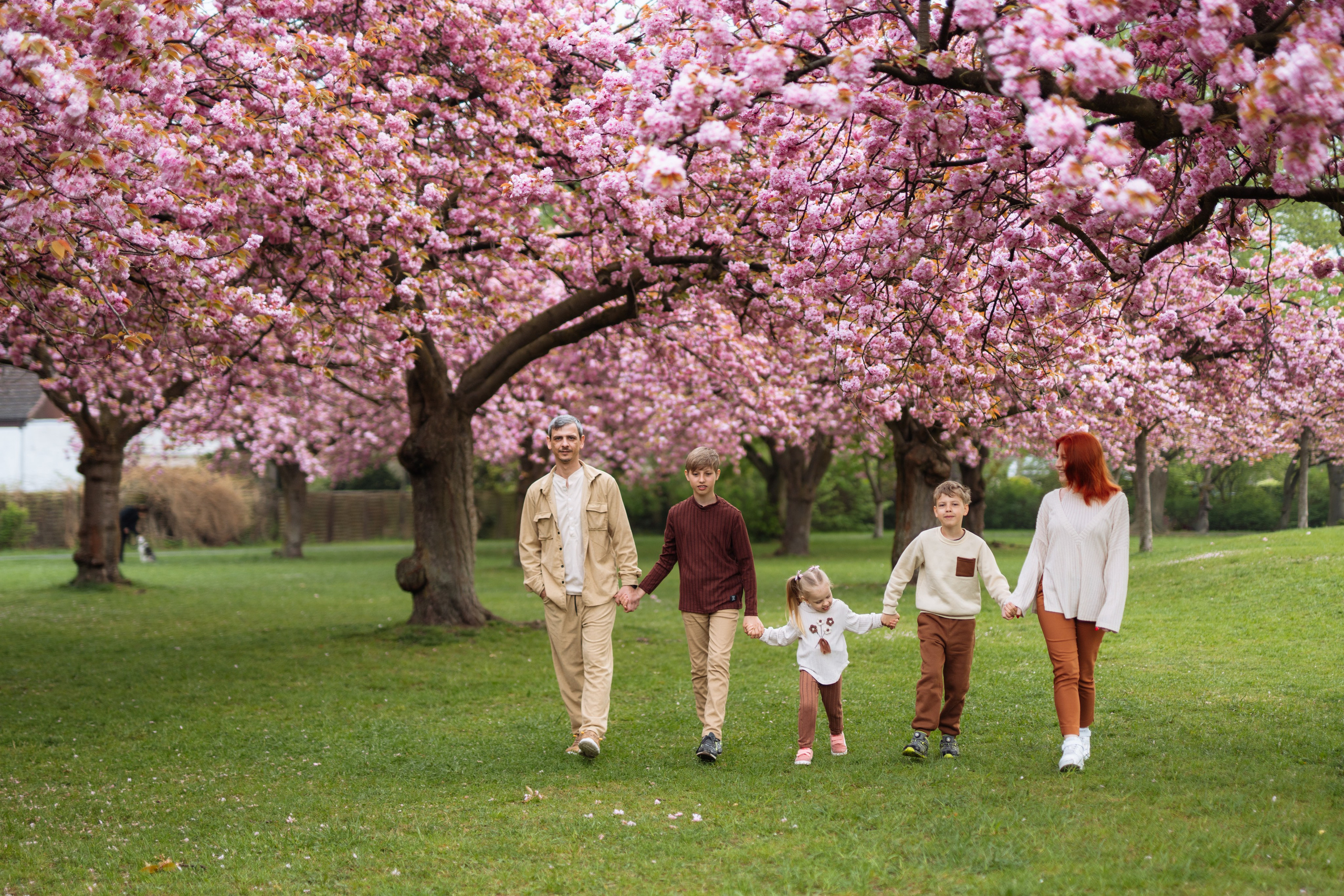 Fully blloming. Photographer in London Daria Agafonova