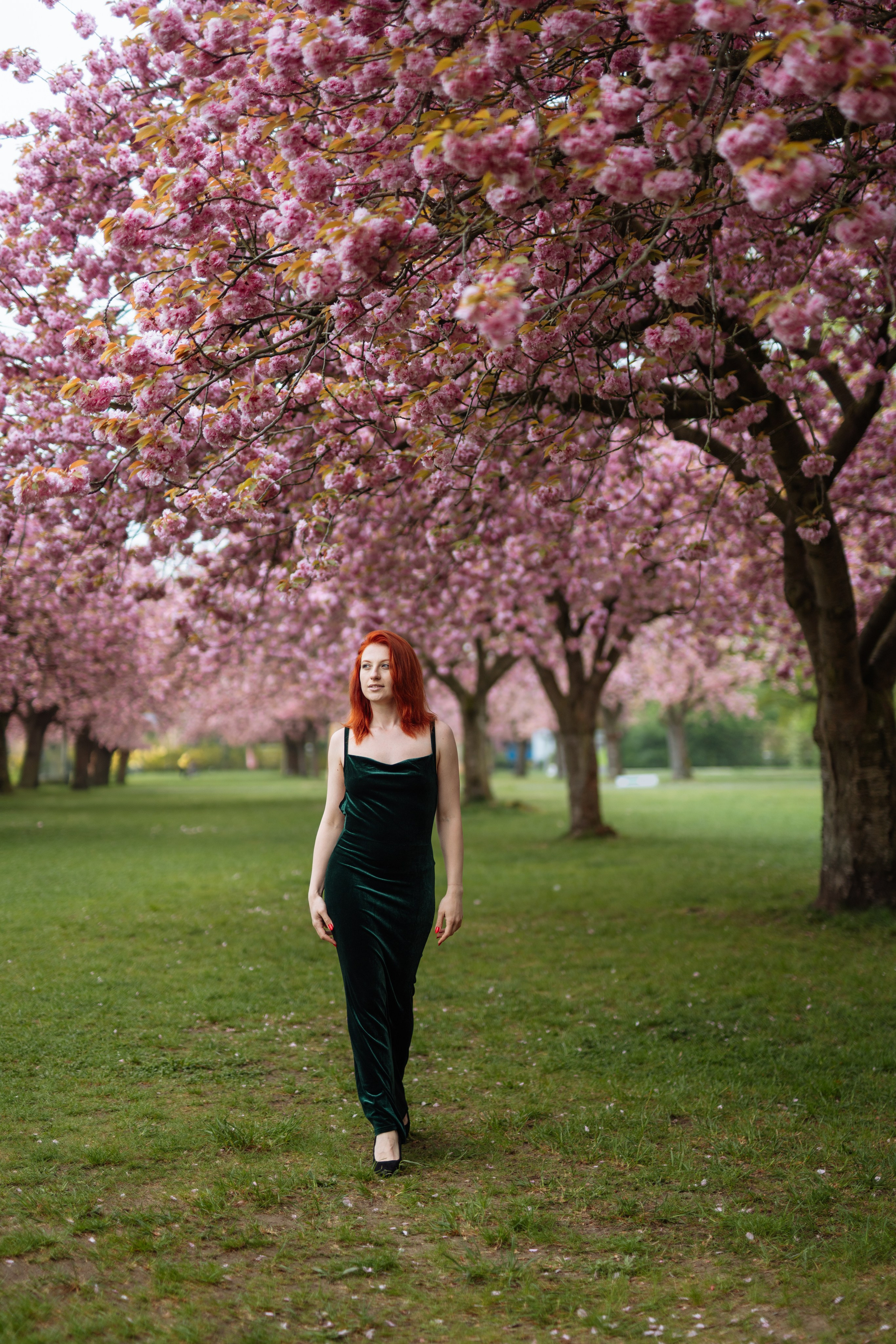 Fully blloming. Photographer in London Daria Agafonova