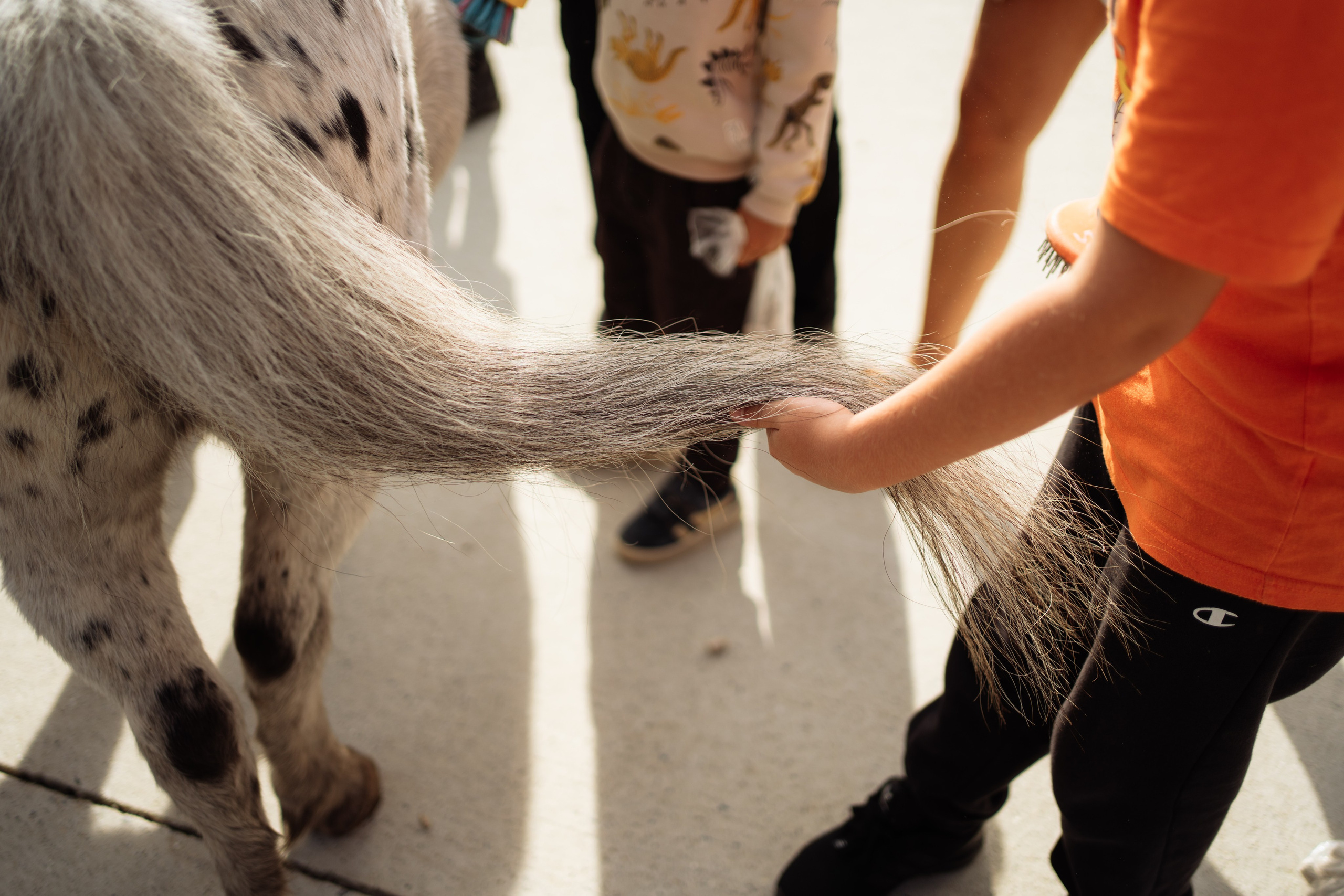 Horse party. Photographer in London Daria Agafonova