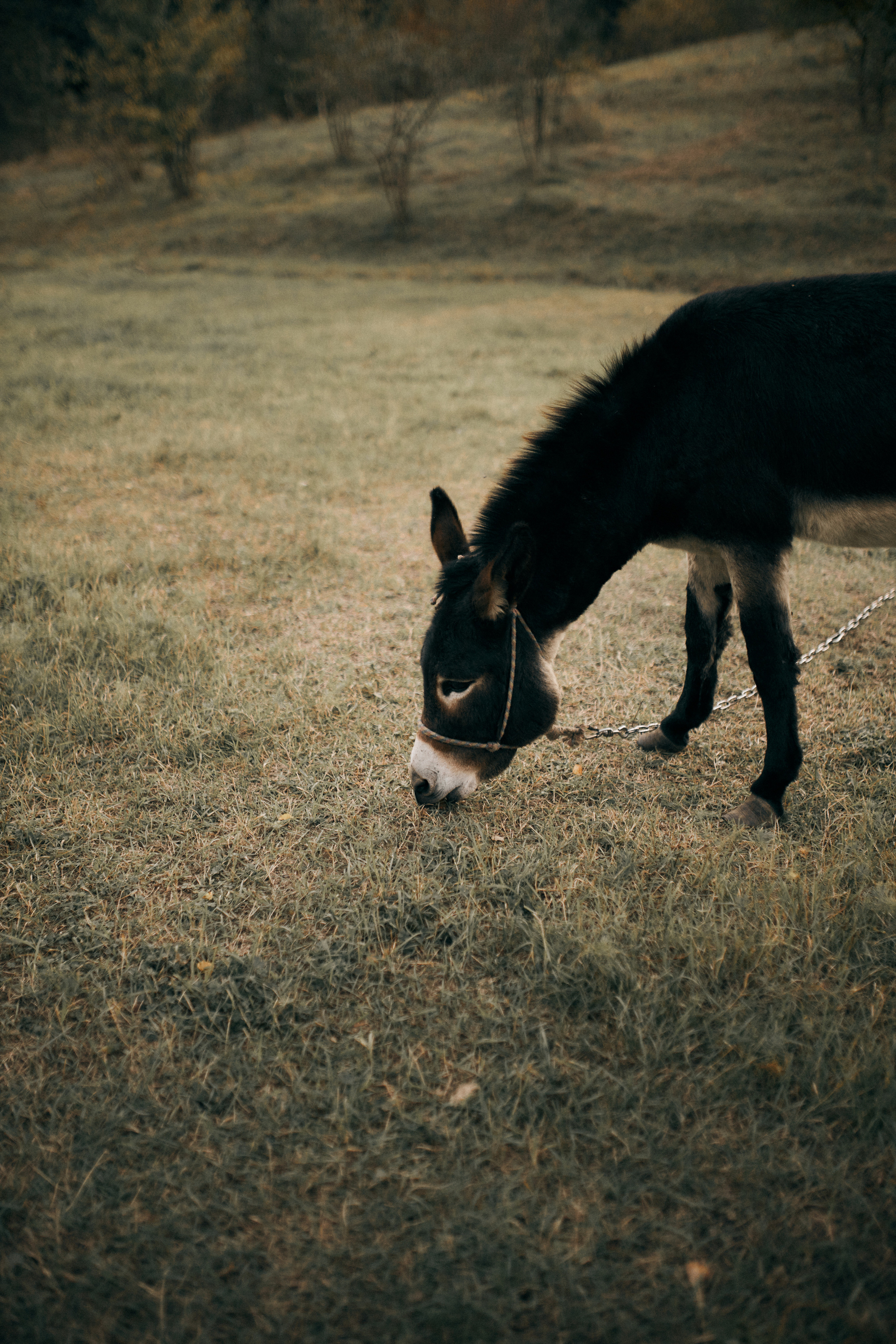 Вікторія, Денис, Назар. Сімейний фотограф в Києві