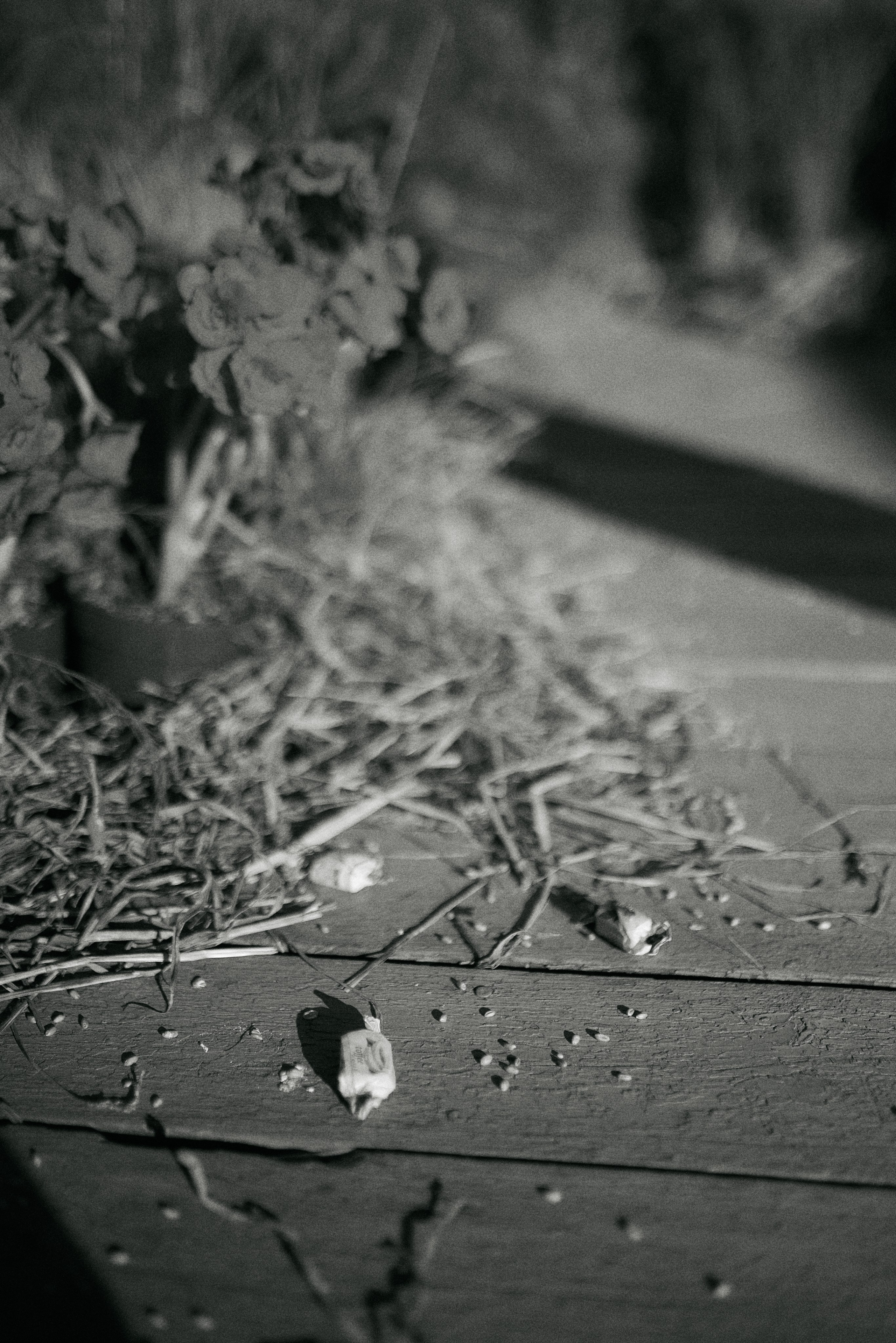 Юлія та Олександр. Сімейний фотограф в Києві