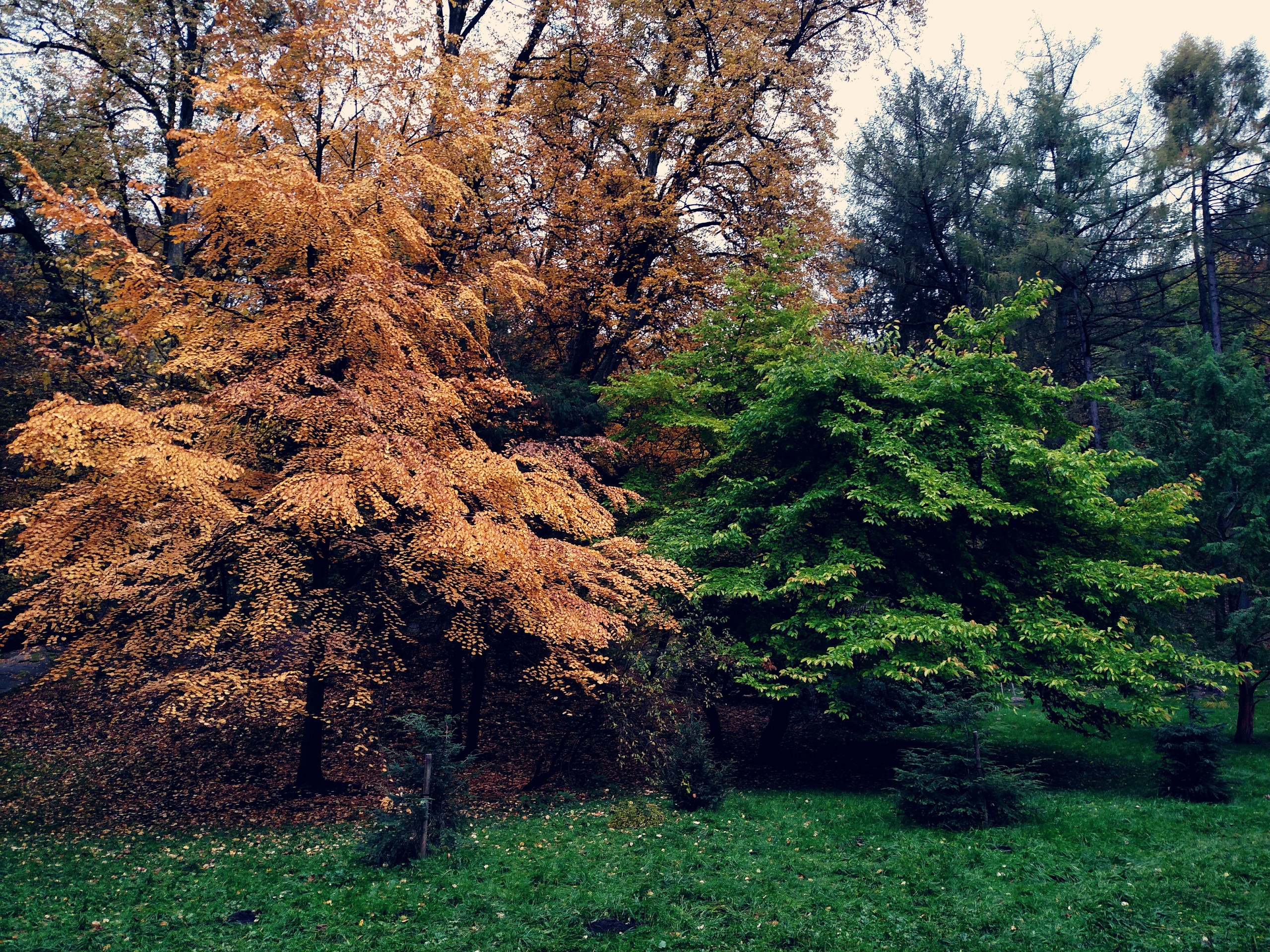 Мобільна фотографія. Фотограф Пушкін Петро
