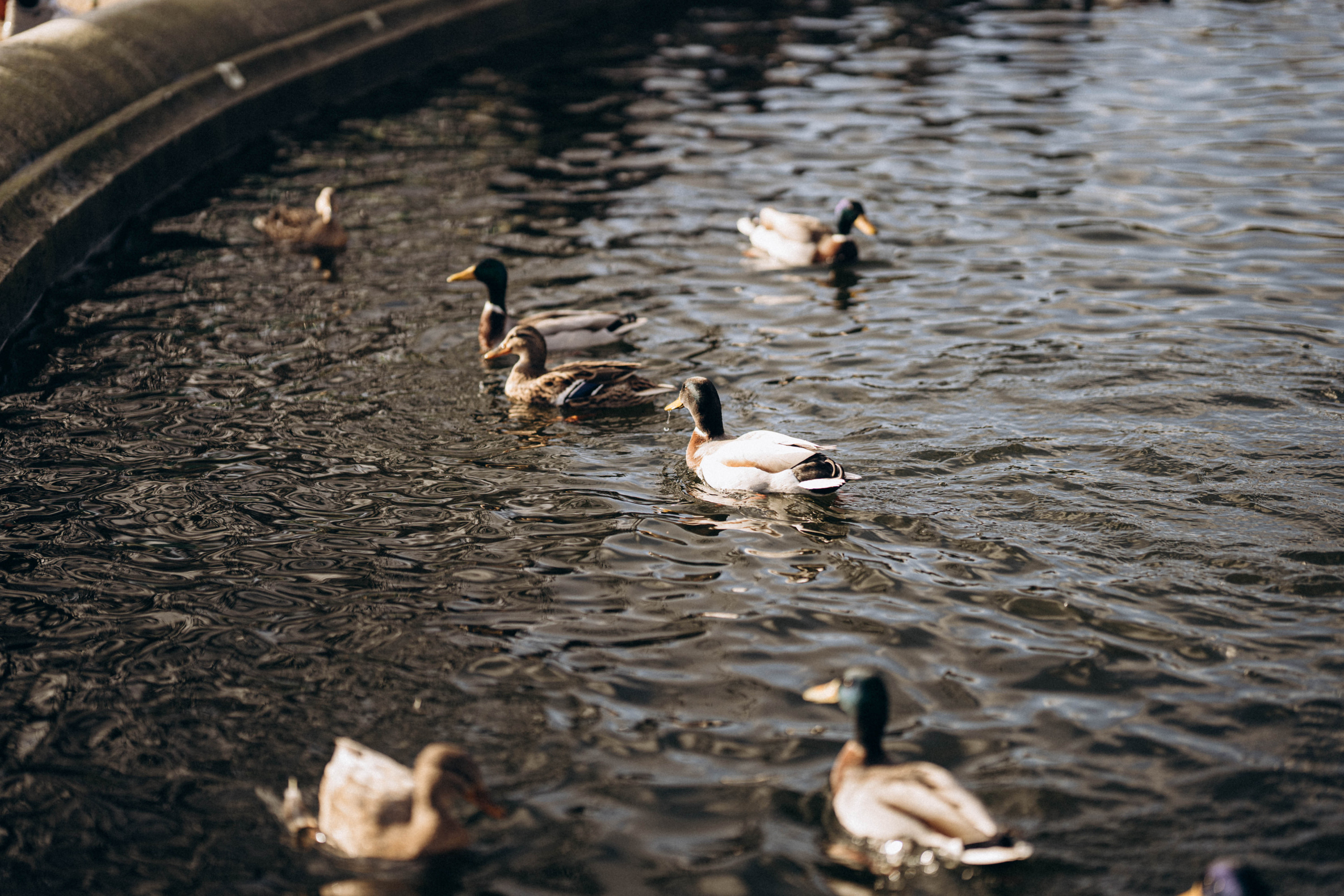 Фотосессия в Париже. Professional photographer in Paris — Shybitska Iryna