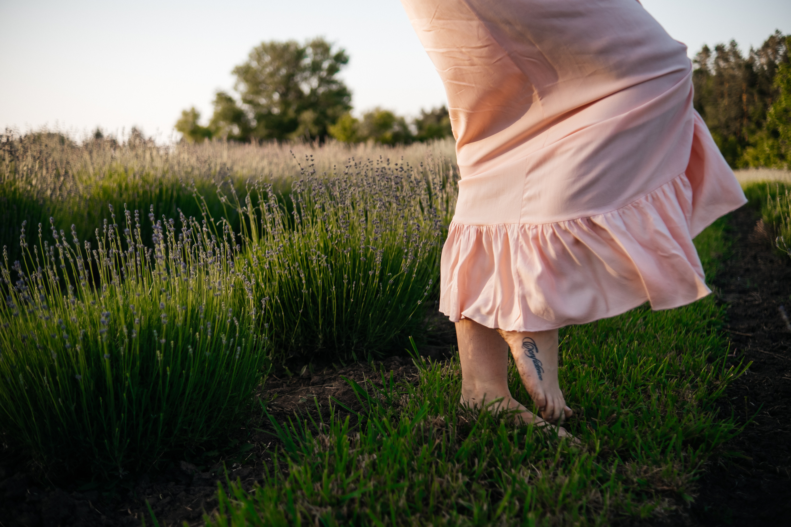 Вона сказала ТАК…. лавандове кохання. Плотиця Олександр. Весільний та сімейний фотограф