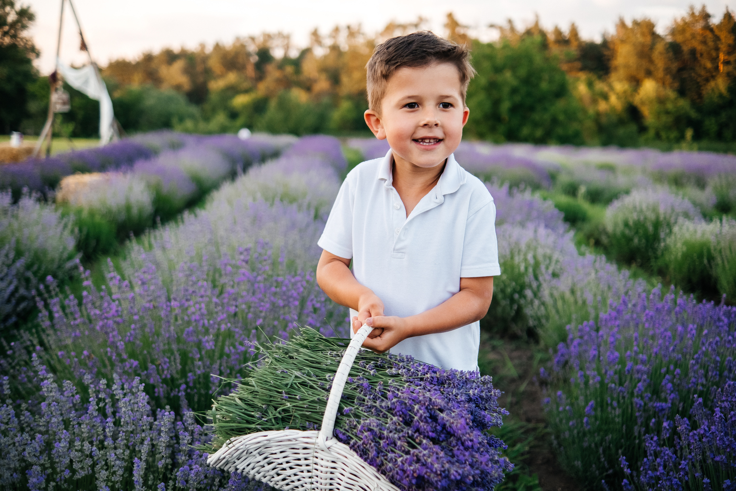 Lavanda. Плотиця Олександр. Весільний та сімейний фотограф