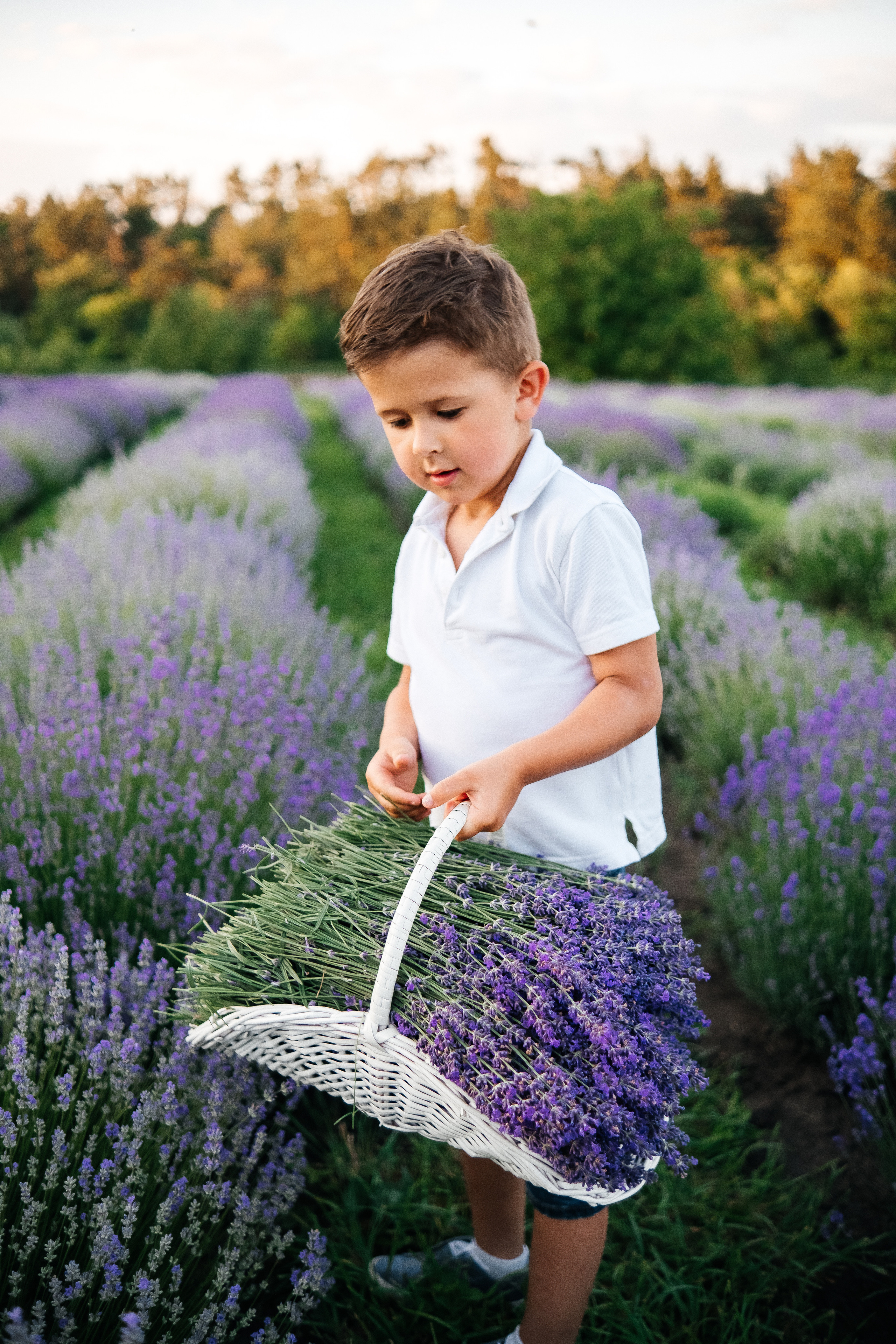 Lavanda. Плотиця Олександр. Весільний та сімейний фотограф