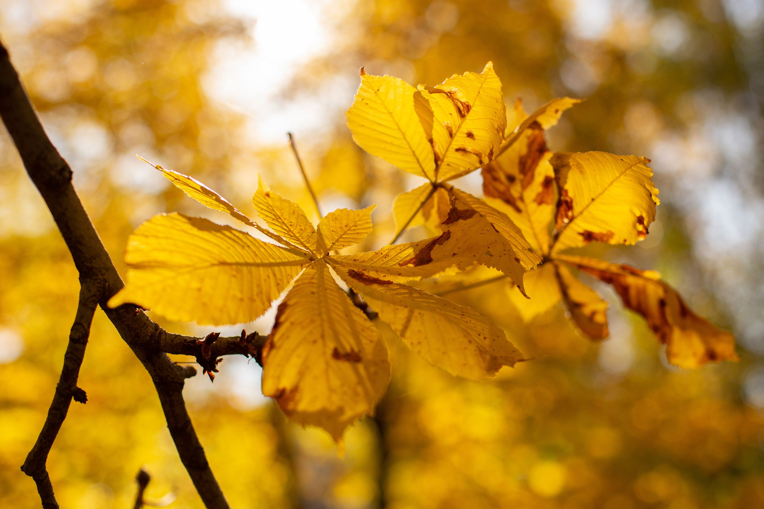 Фотосессии. Фотограф Аня Самофалова