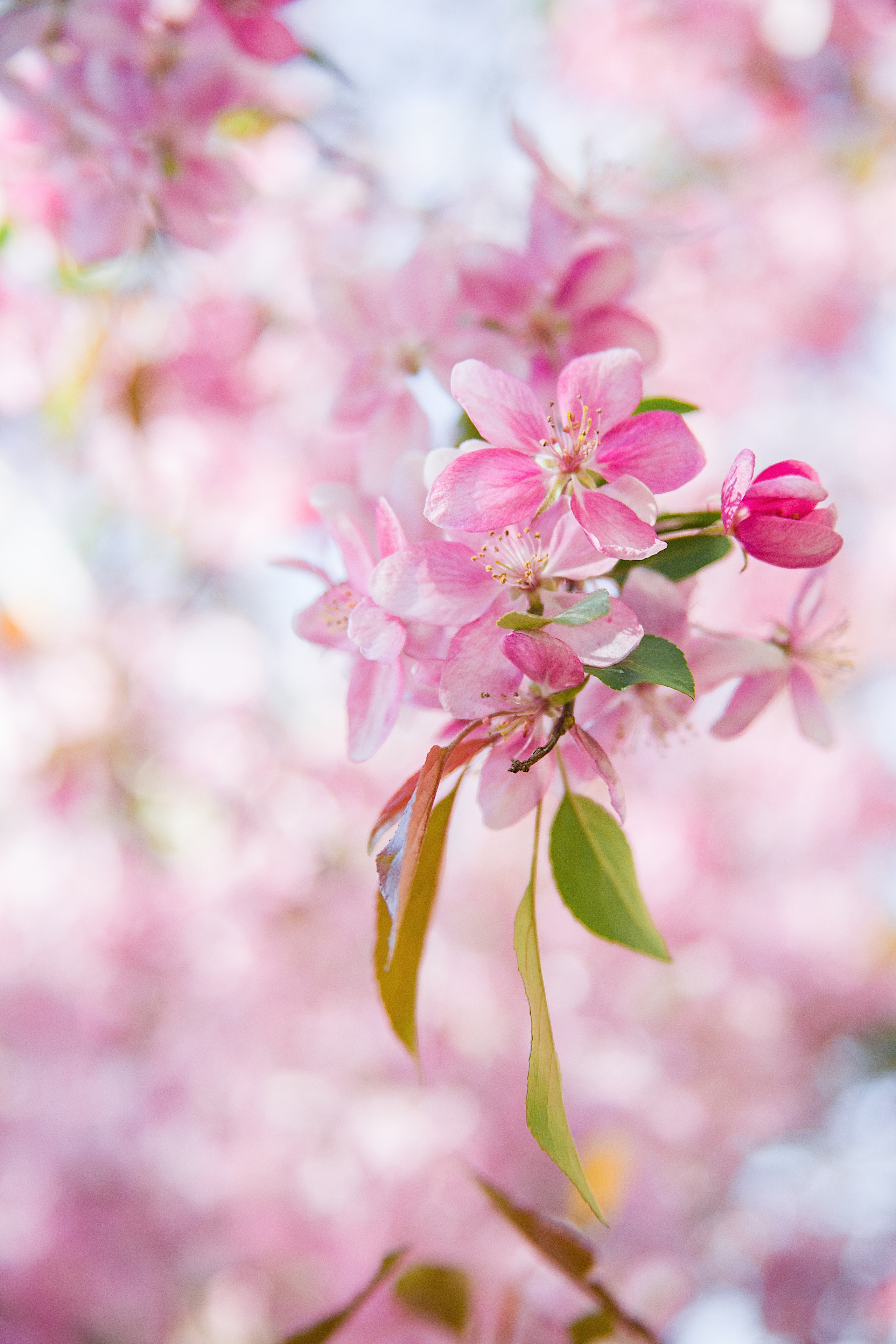 Фотосессии. Фотограф Аня Самофалова