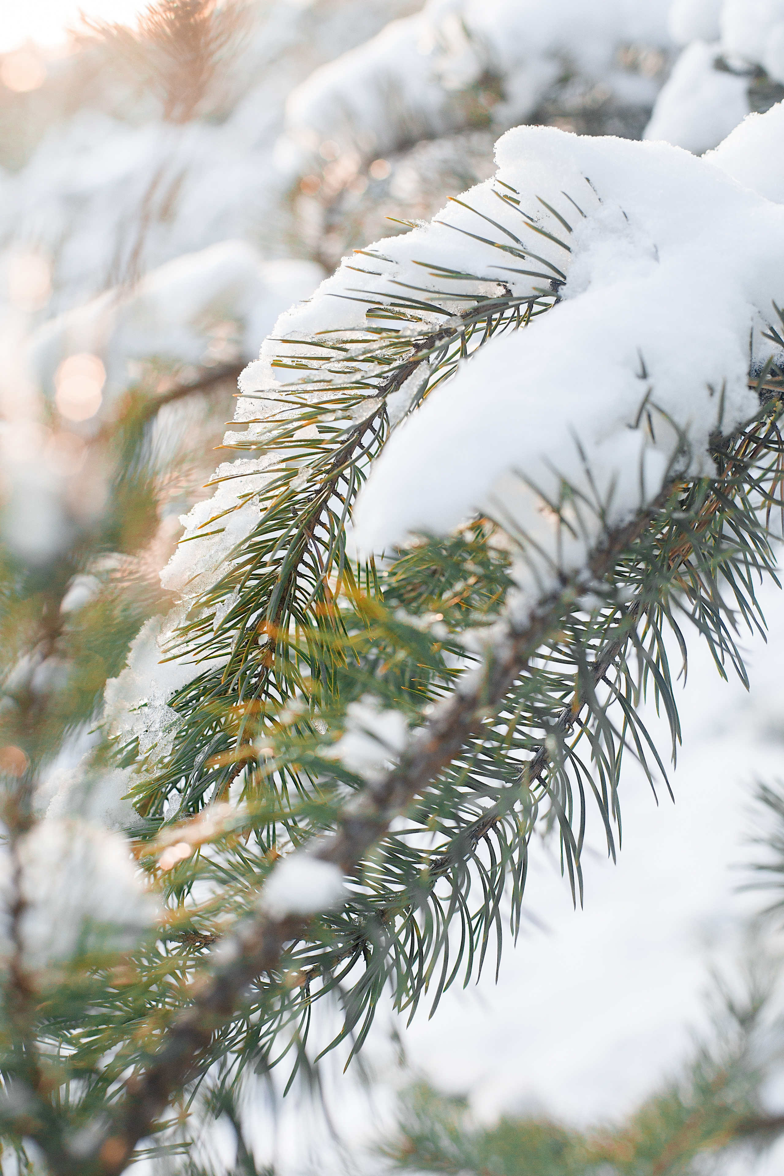 Фотосессии. Фотограф Аня Самофалова