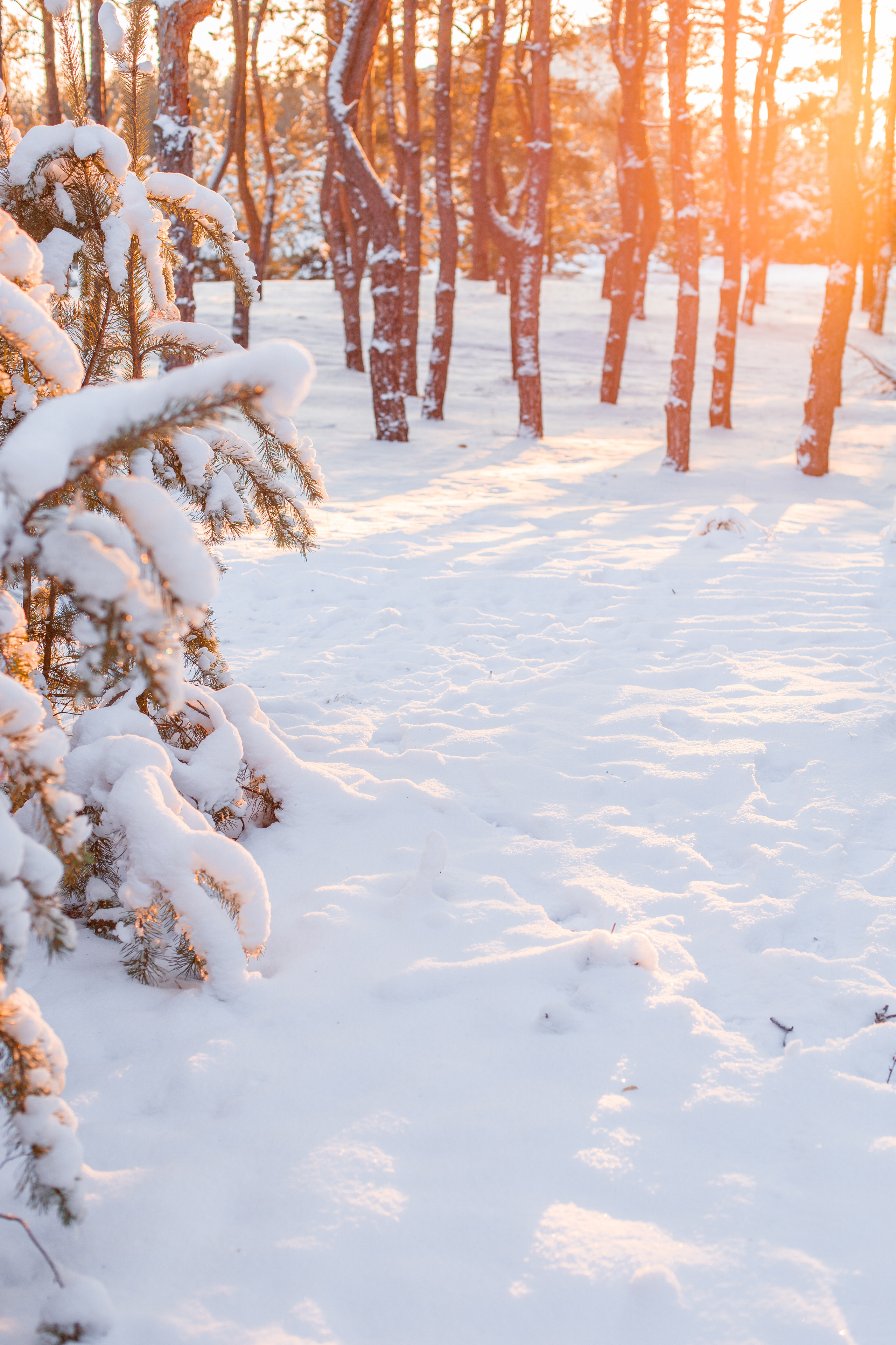 Фотосессии. Фотограф Аня Самофалова